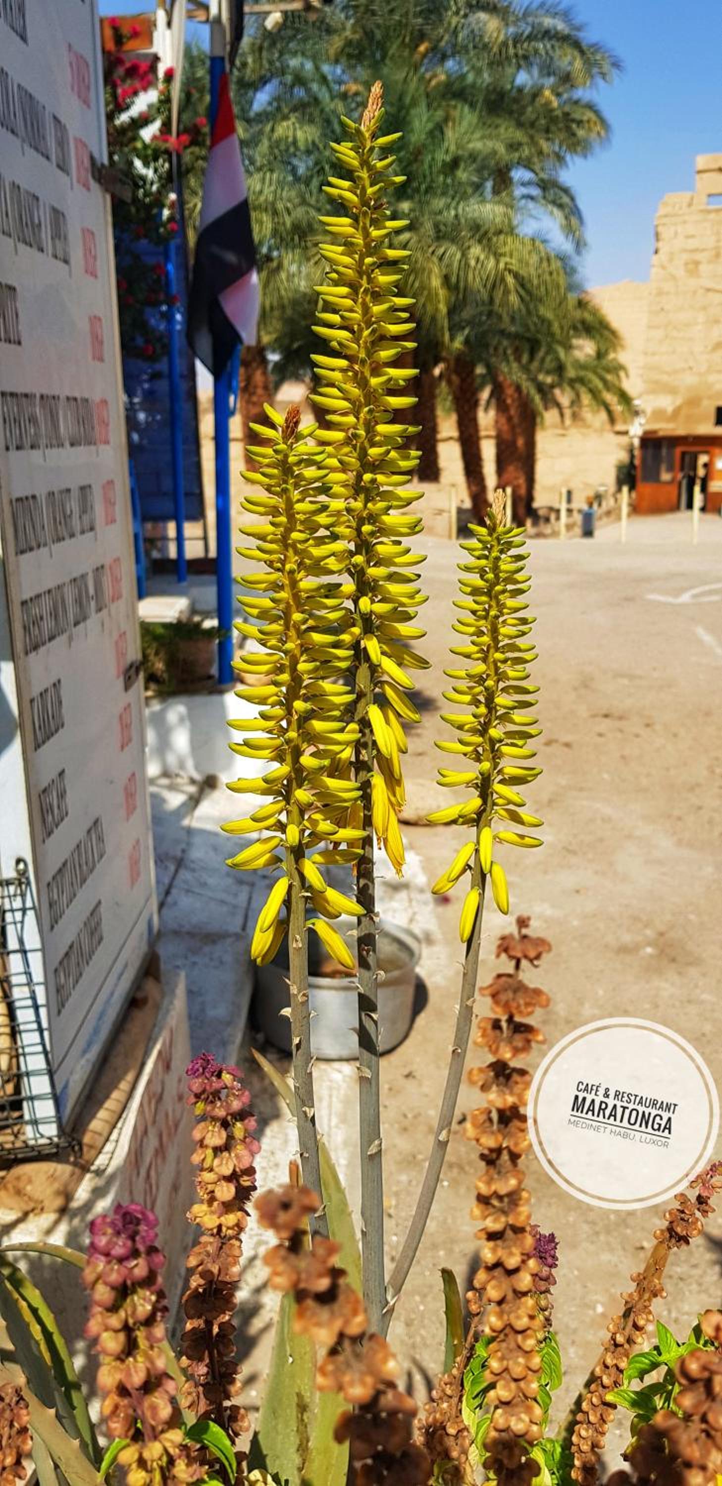 HabuHeritageHomeStayInLuxor