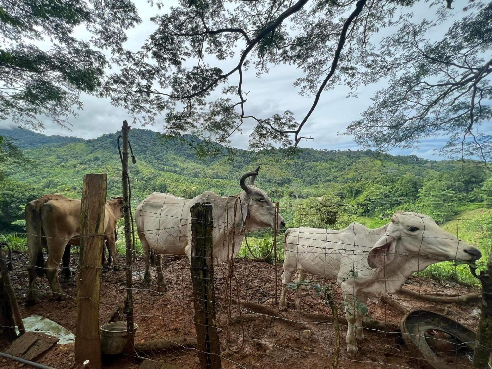 Cabaña tolle Vista