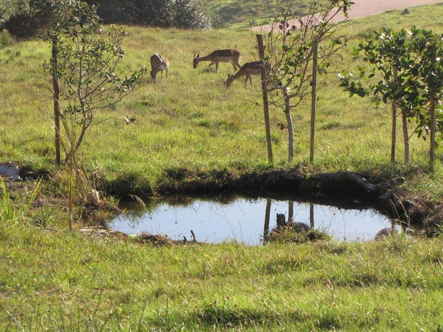 Umthi Lodge, Wildlife, Pool, Power Inverter view 5