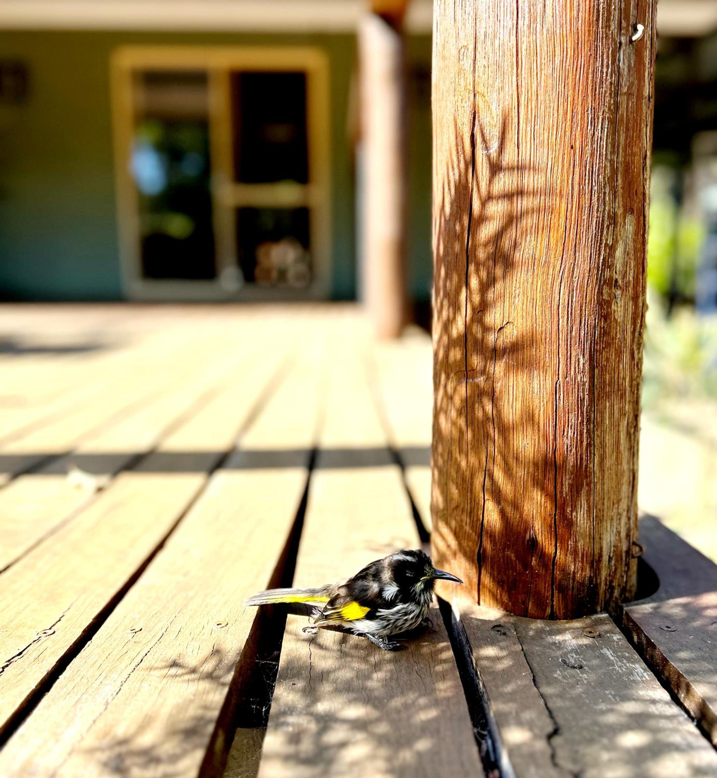 Forest Trails House, Dwellingup