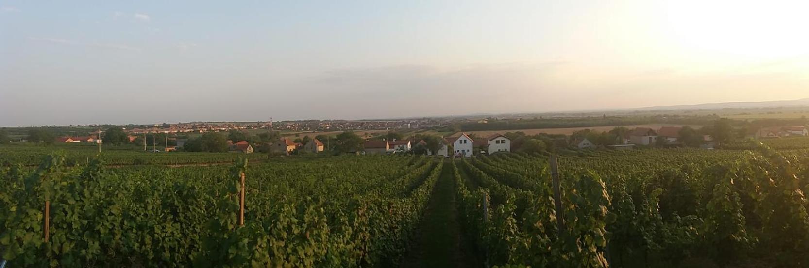 Vinoza - ubytování a vinný sklep Velké Bílovice Pod Vinicí