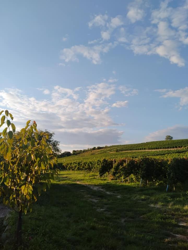 Vinoza - ubytování a vinný sklep Velké Bílovice Pod Vinicí