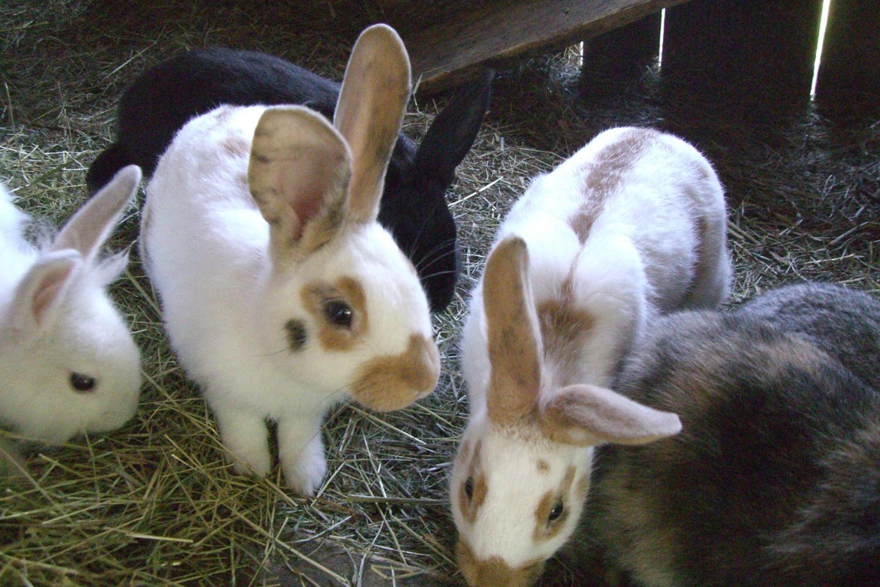 Photo 38