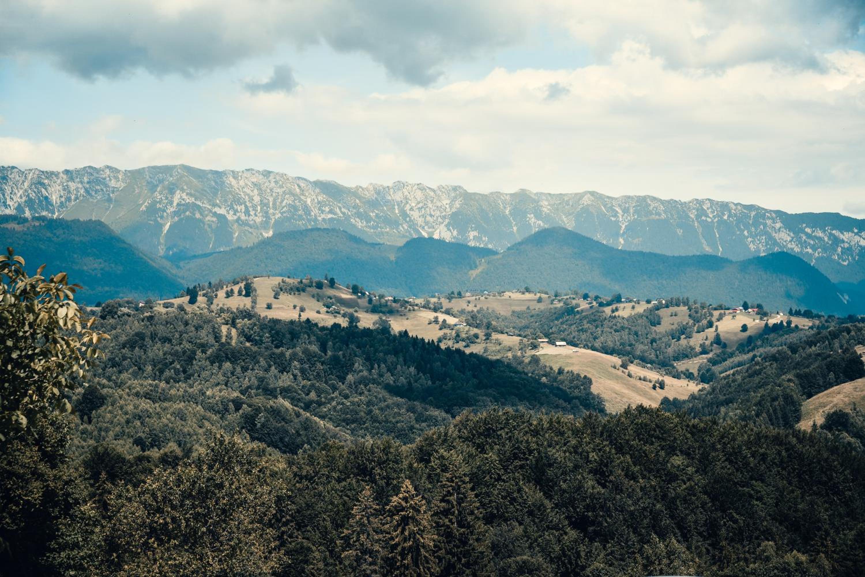 Cabana doi mesteceni