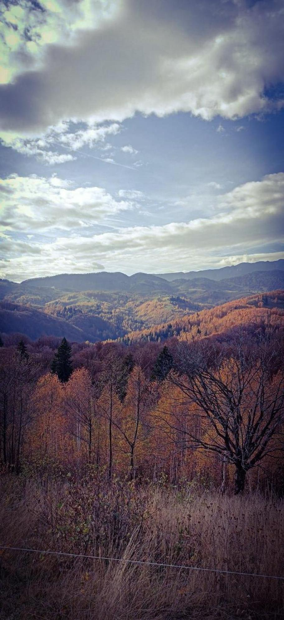 Cabana doi mesteceni