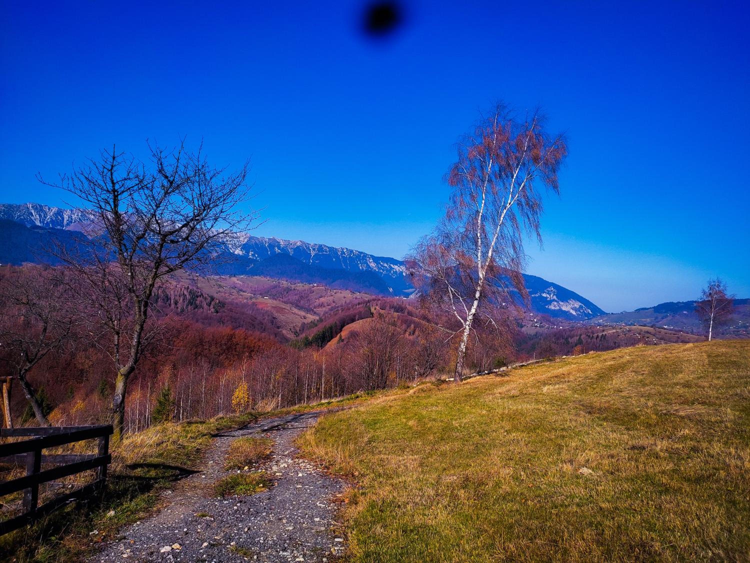 Cabana doi mesteceni