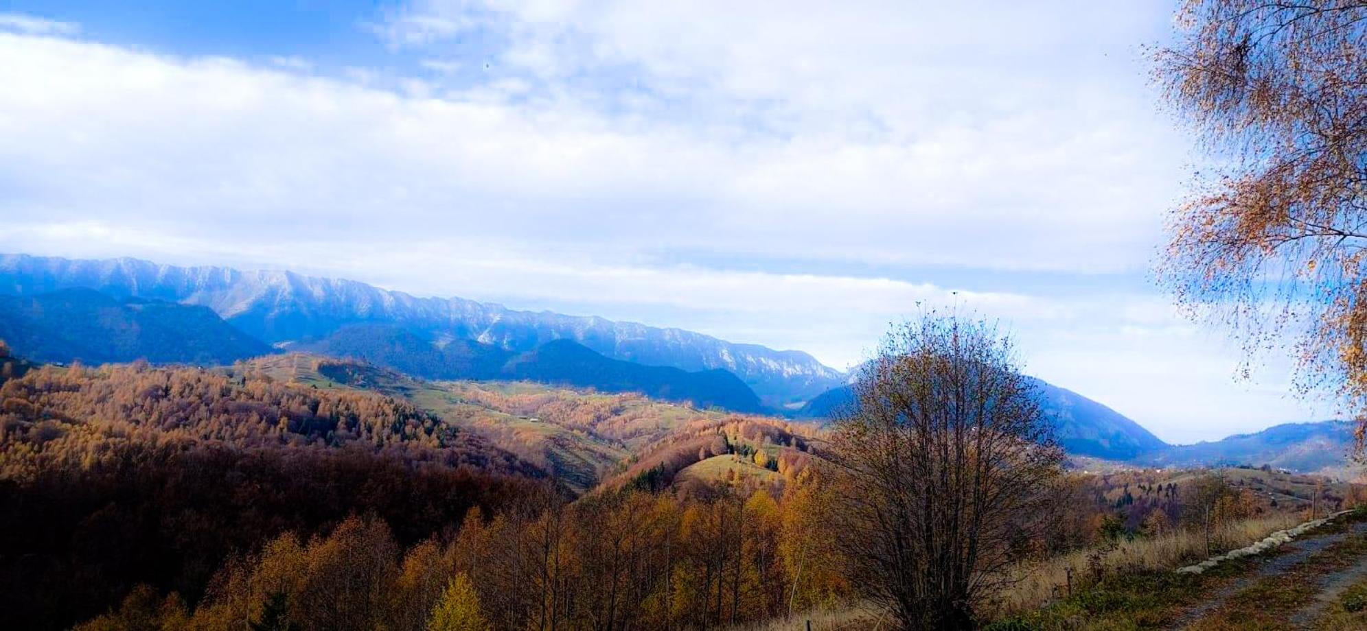 Cabana doi mesteceni