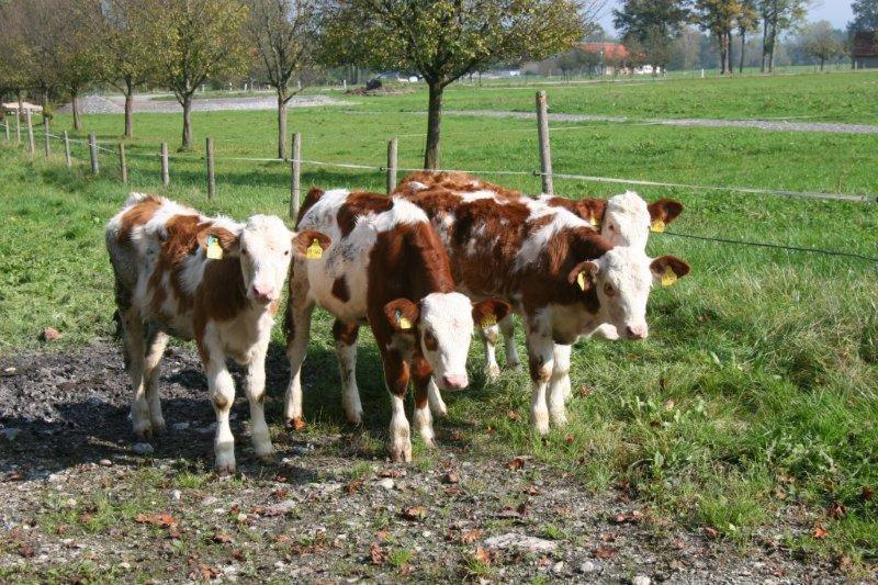 Braunhof