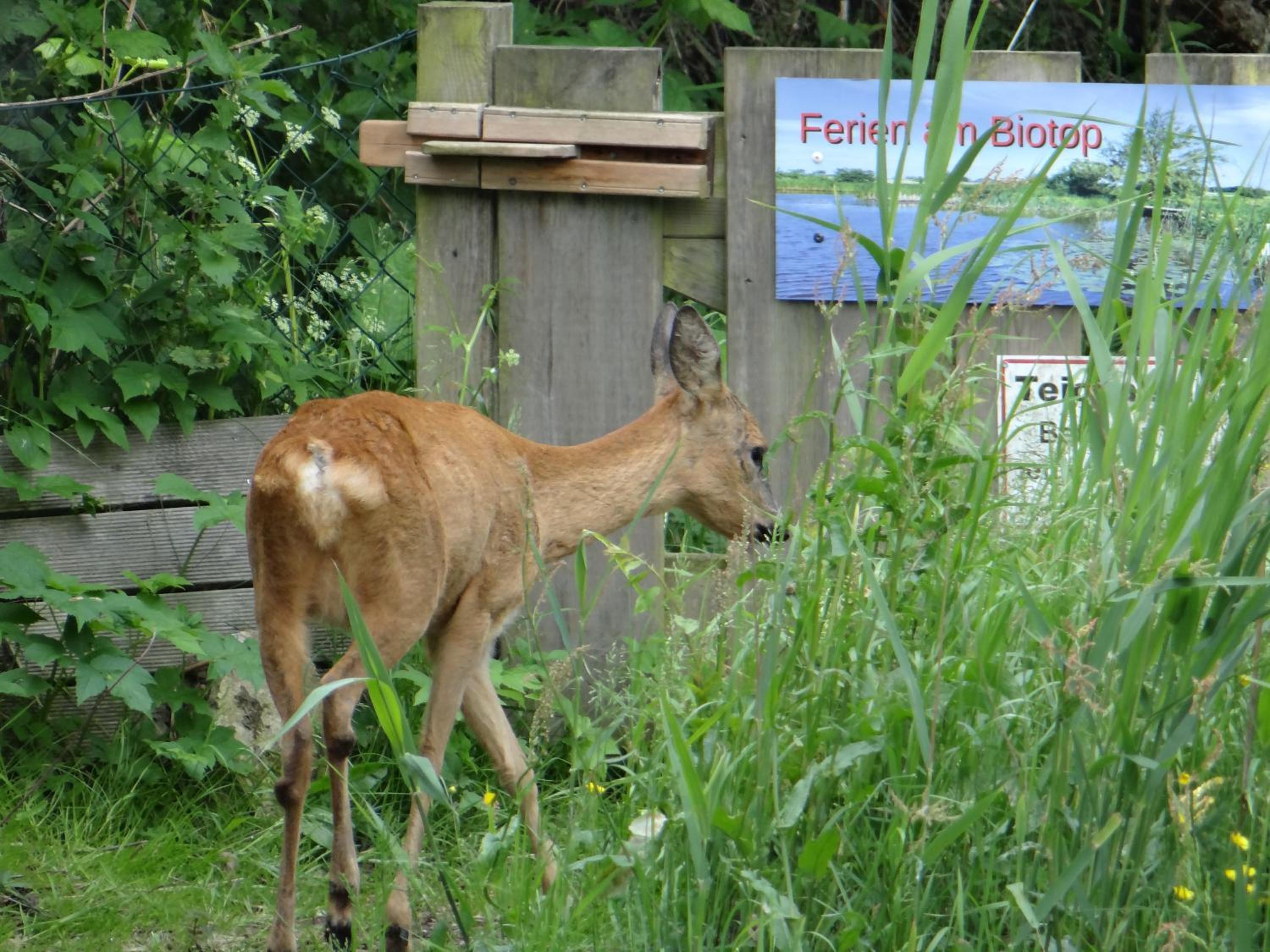 Photo 43
