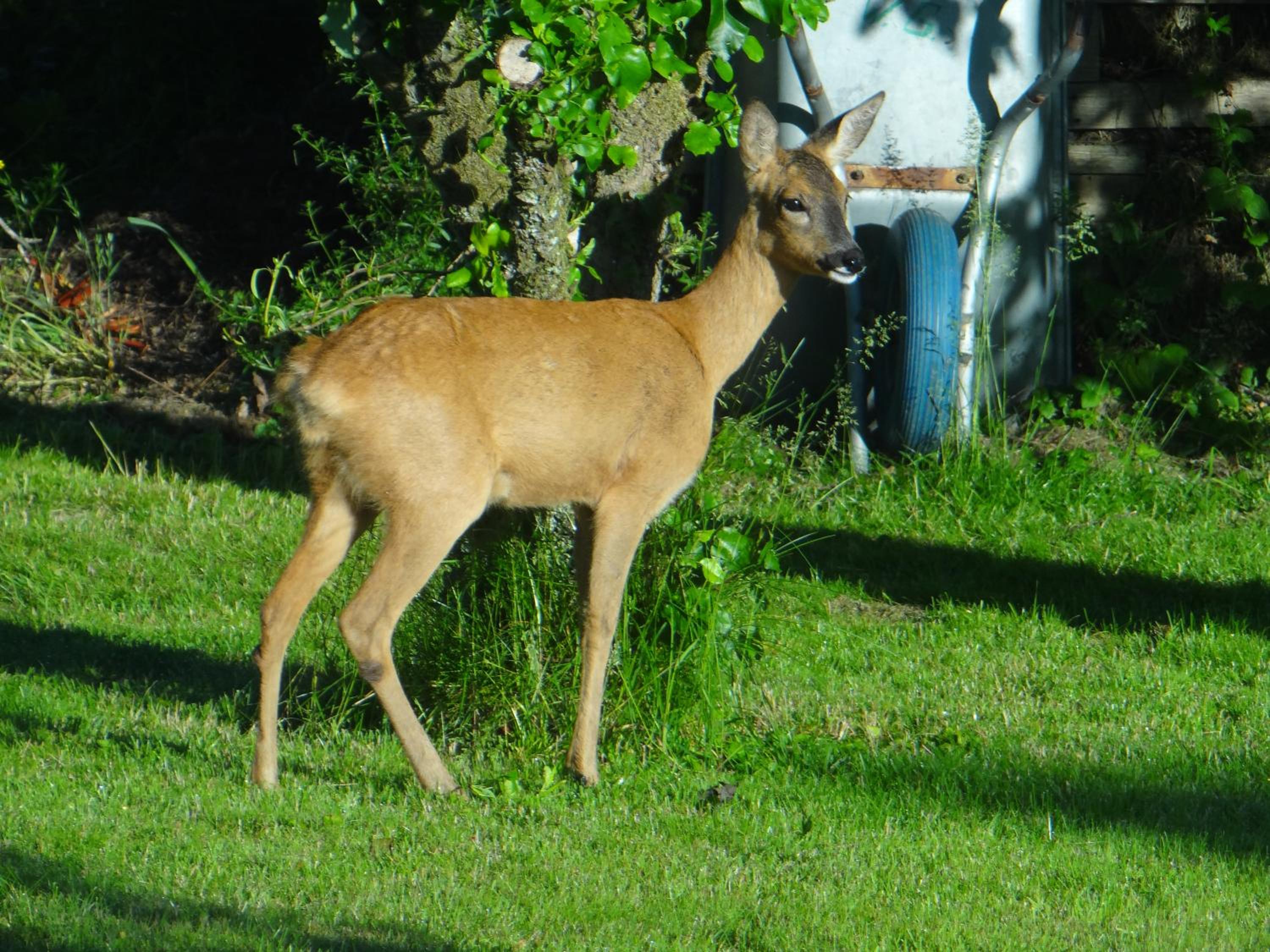 Photo 48