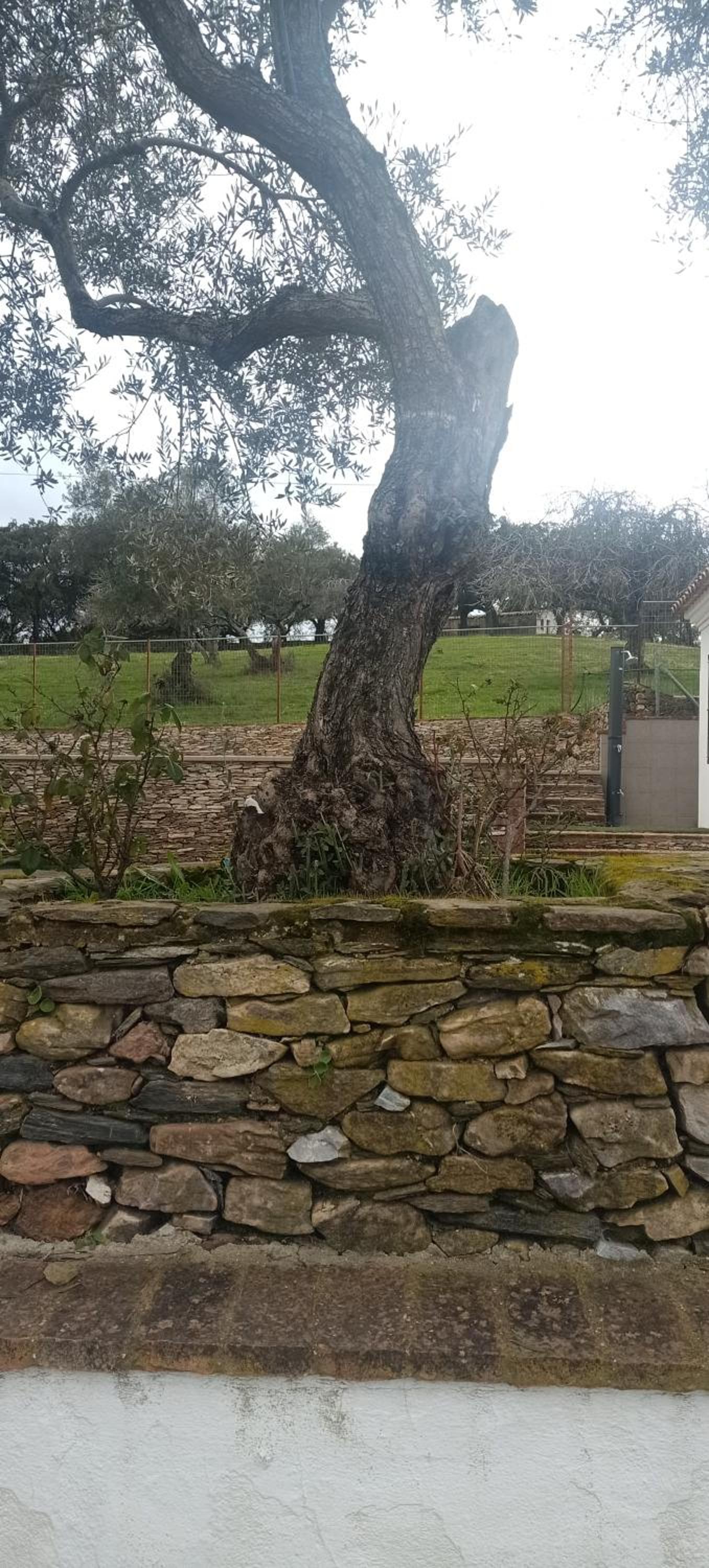 Finca el Berezal