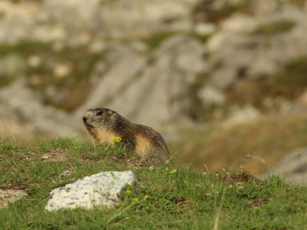 Valmeinier Vacations - Chalet le 1000 Thabor - Property Image 14