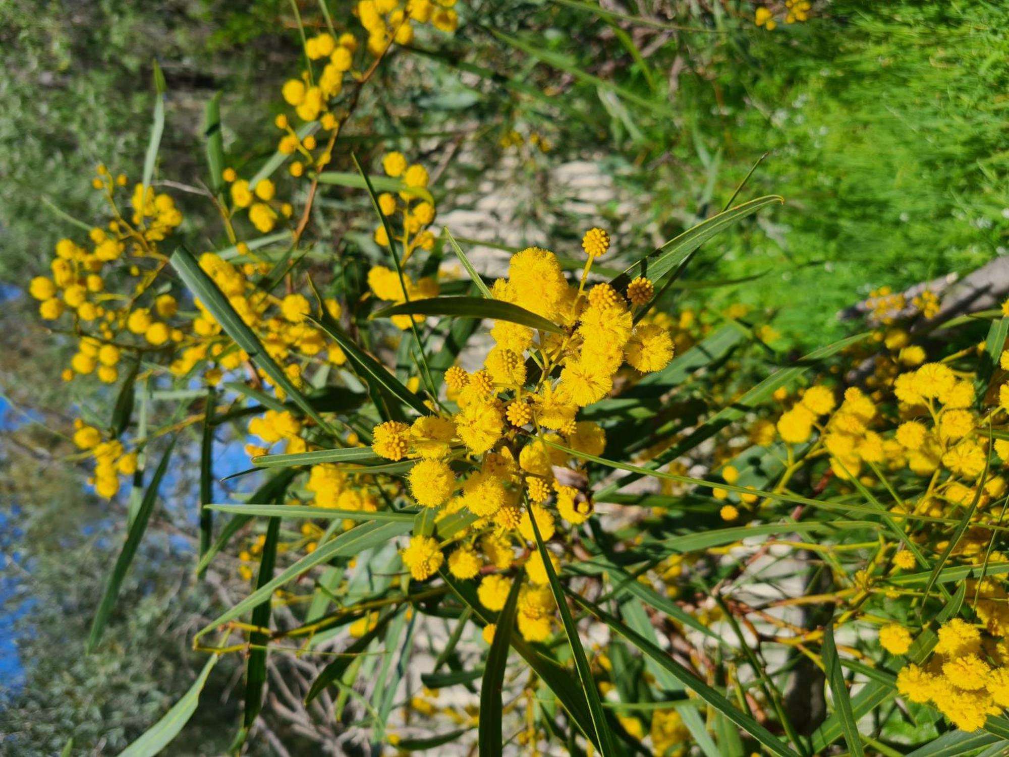 Nature Lovers Dream in Dawesville