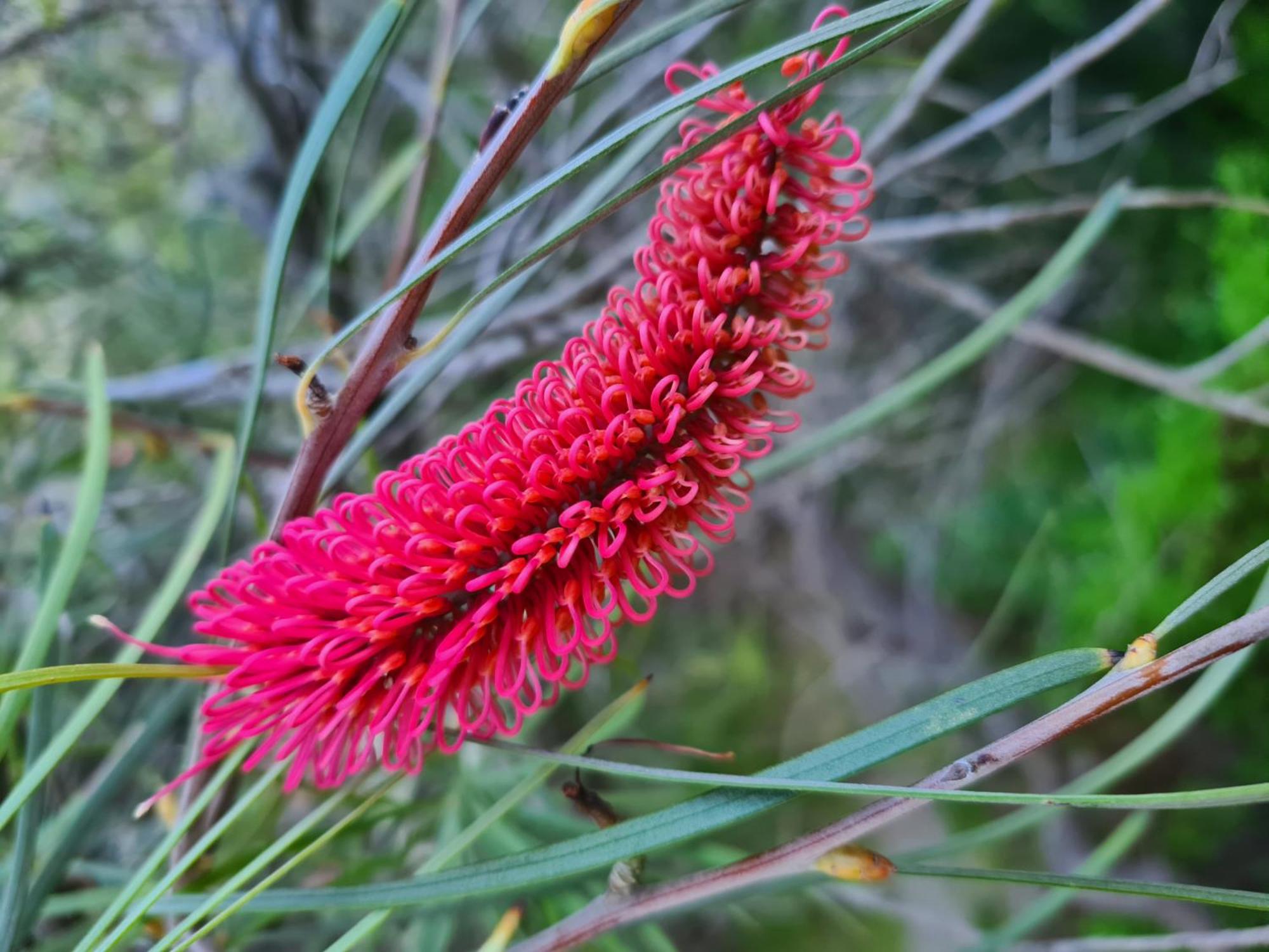Nature Lovers Dream in Dawesville