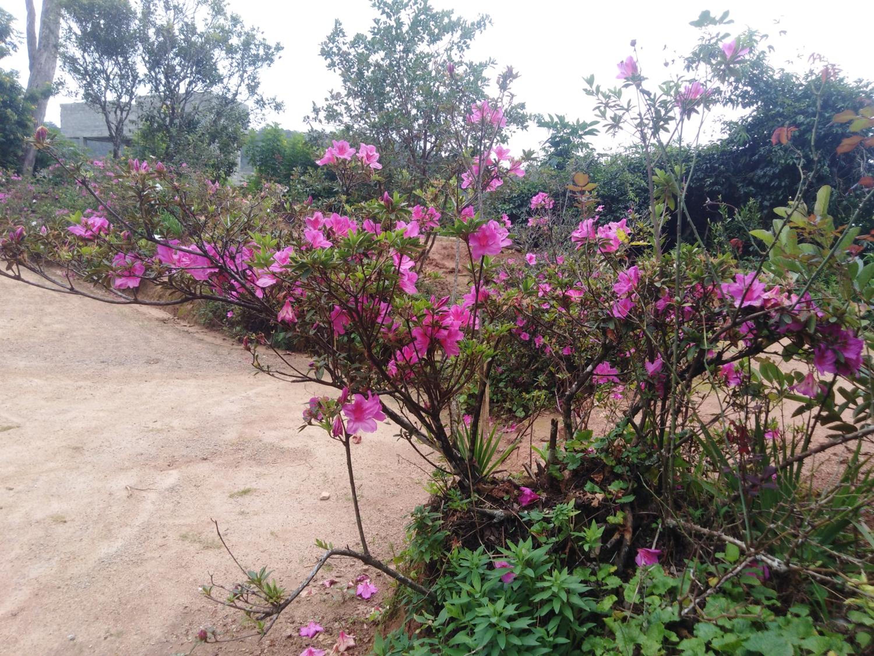 Forest Cyniciam Homestay