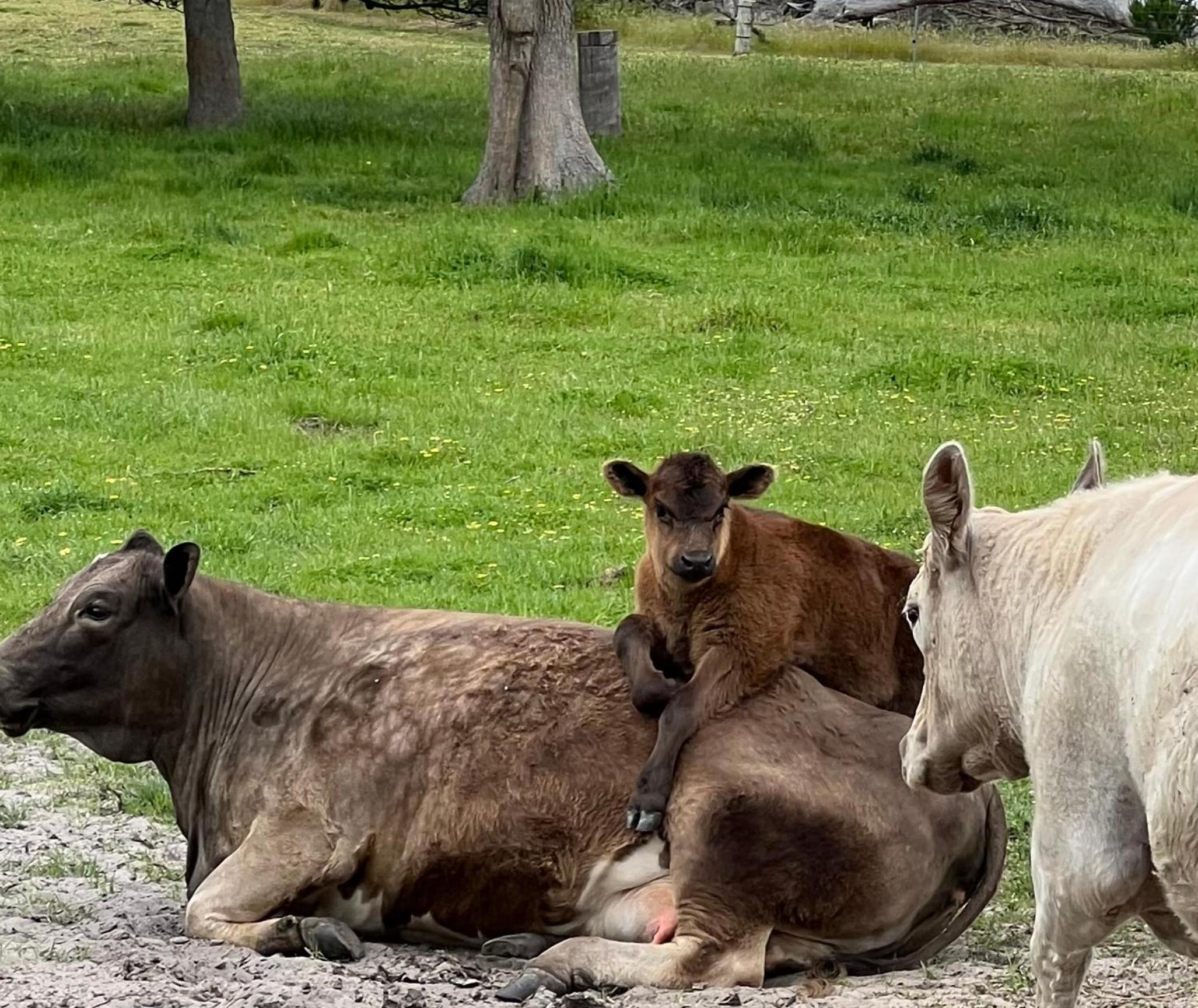 Rosa Glen Retreat - Farm Stay, Margaret River