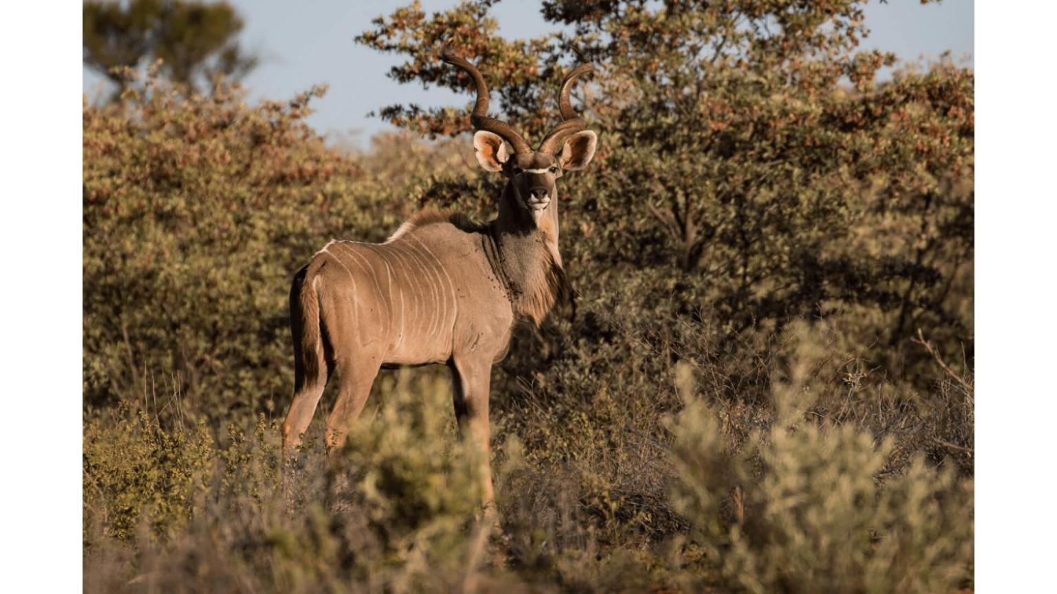 Sandune Game Lodge