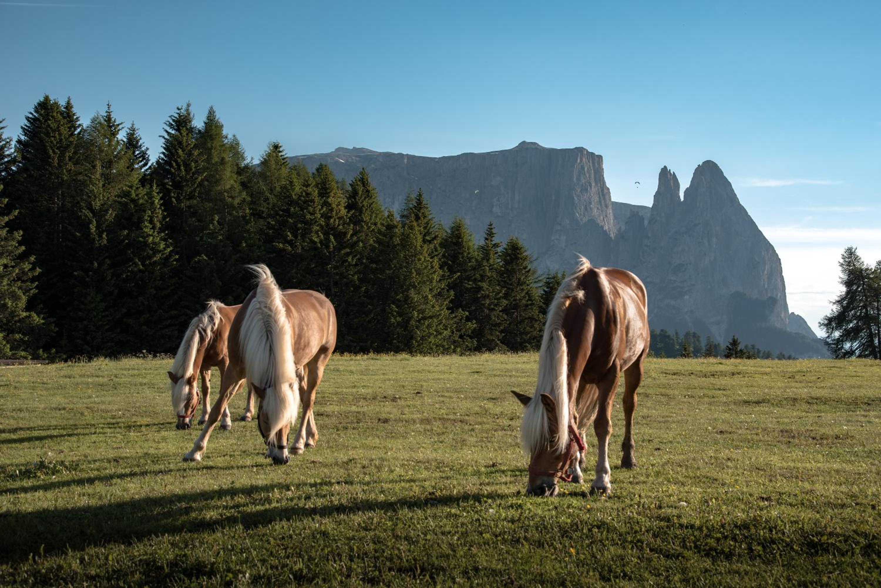 Schererhof Morgenrot