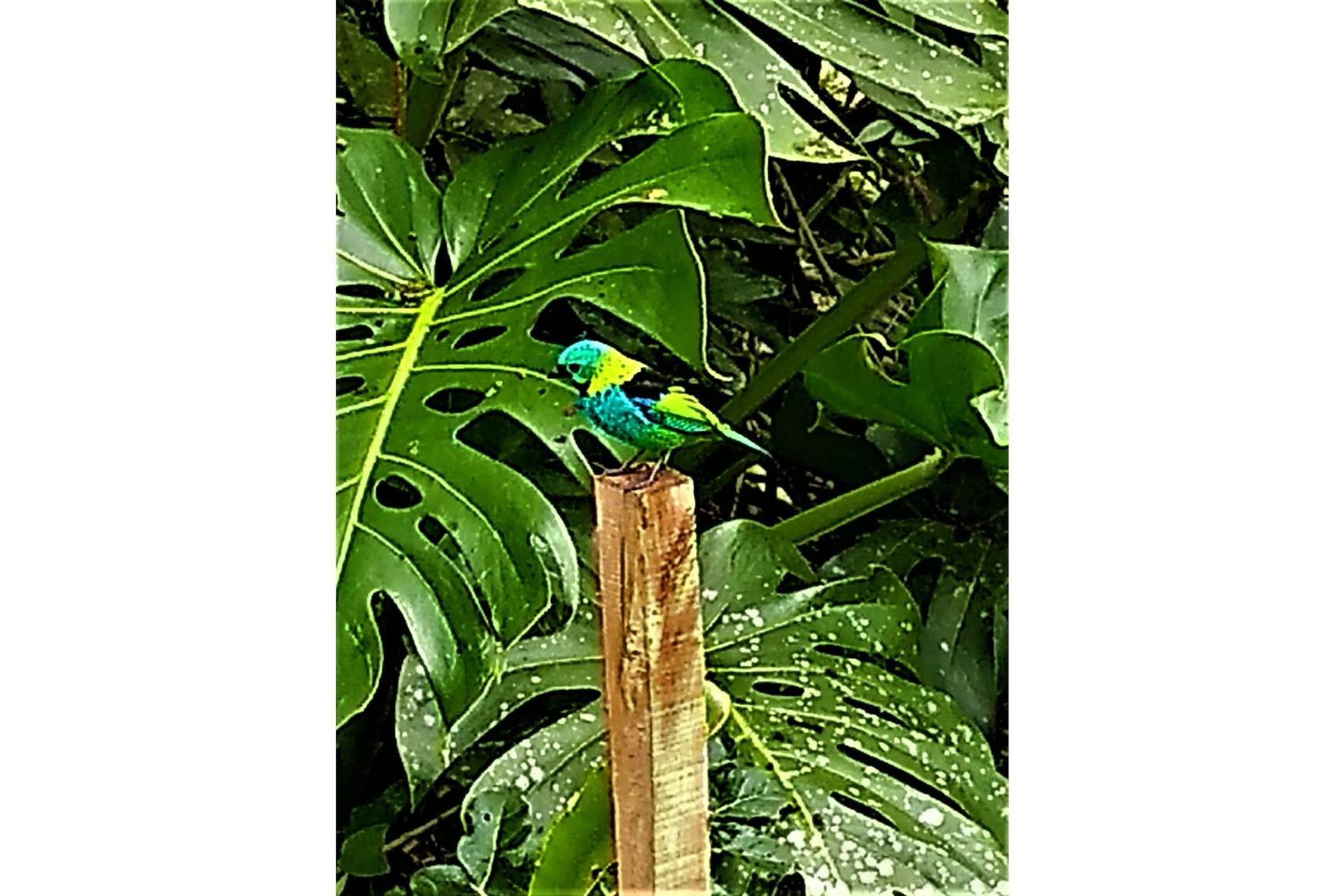 Sitio Libardo em Meio a Natureza - Nova Trento