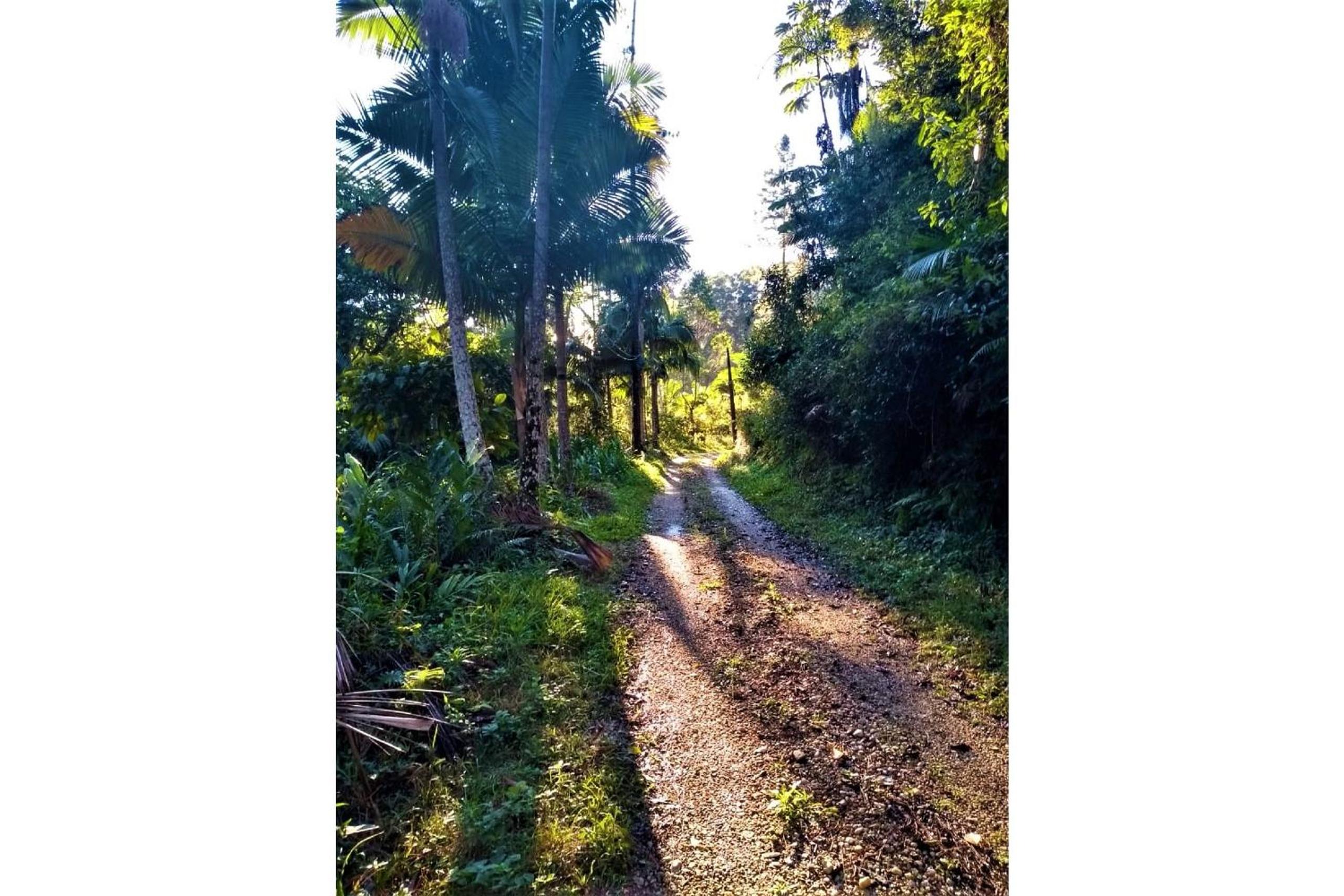Sitio Libardo em Meio a Natureza - Nova Trento
