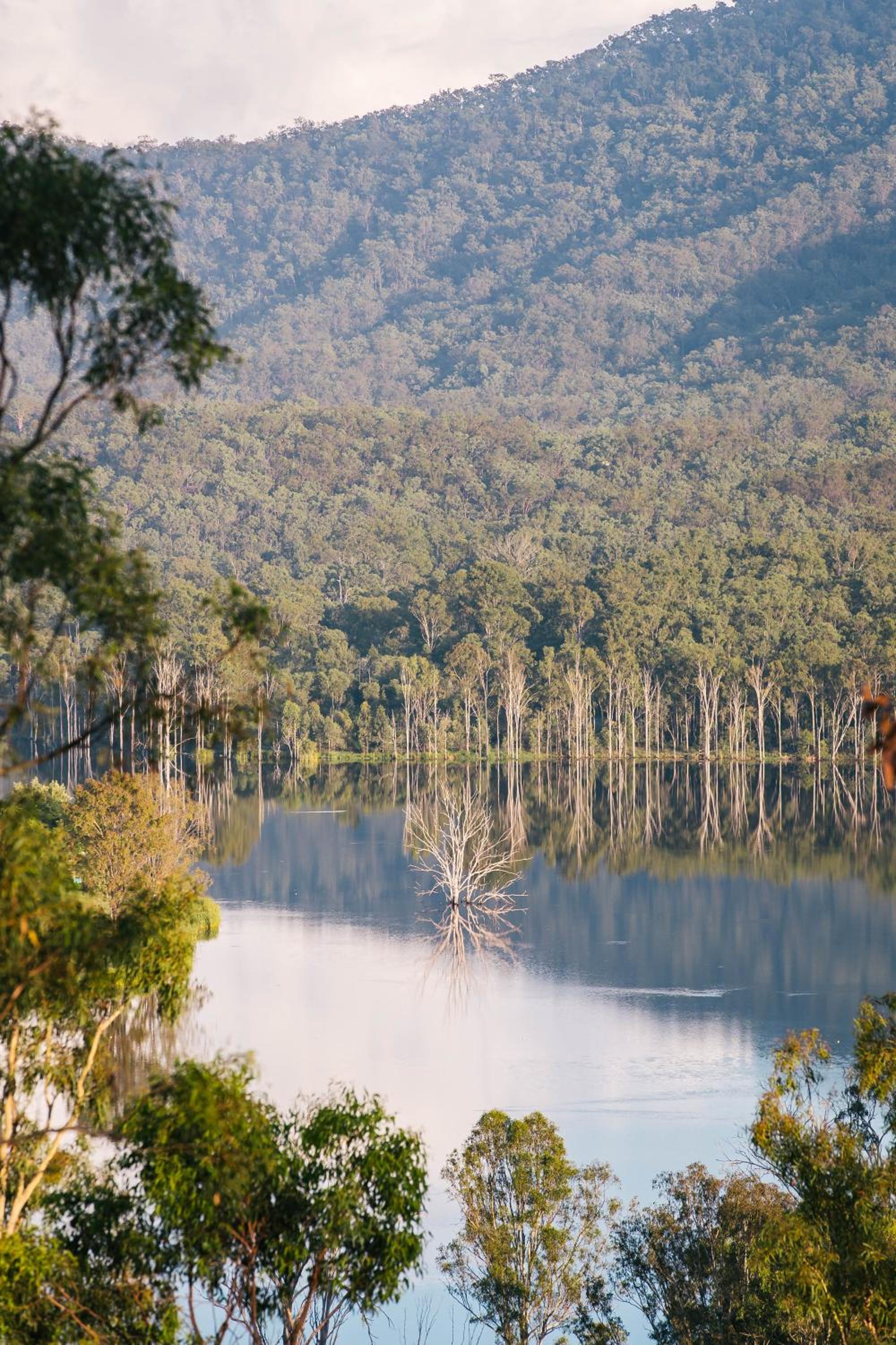 Wander in the Scenic Rim
