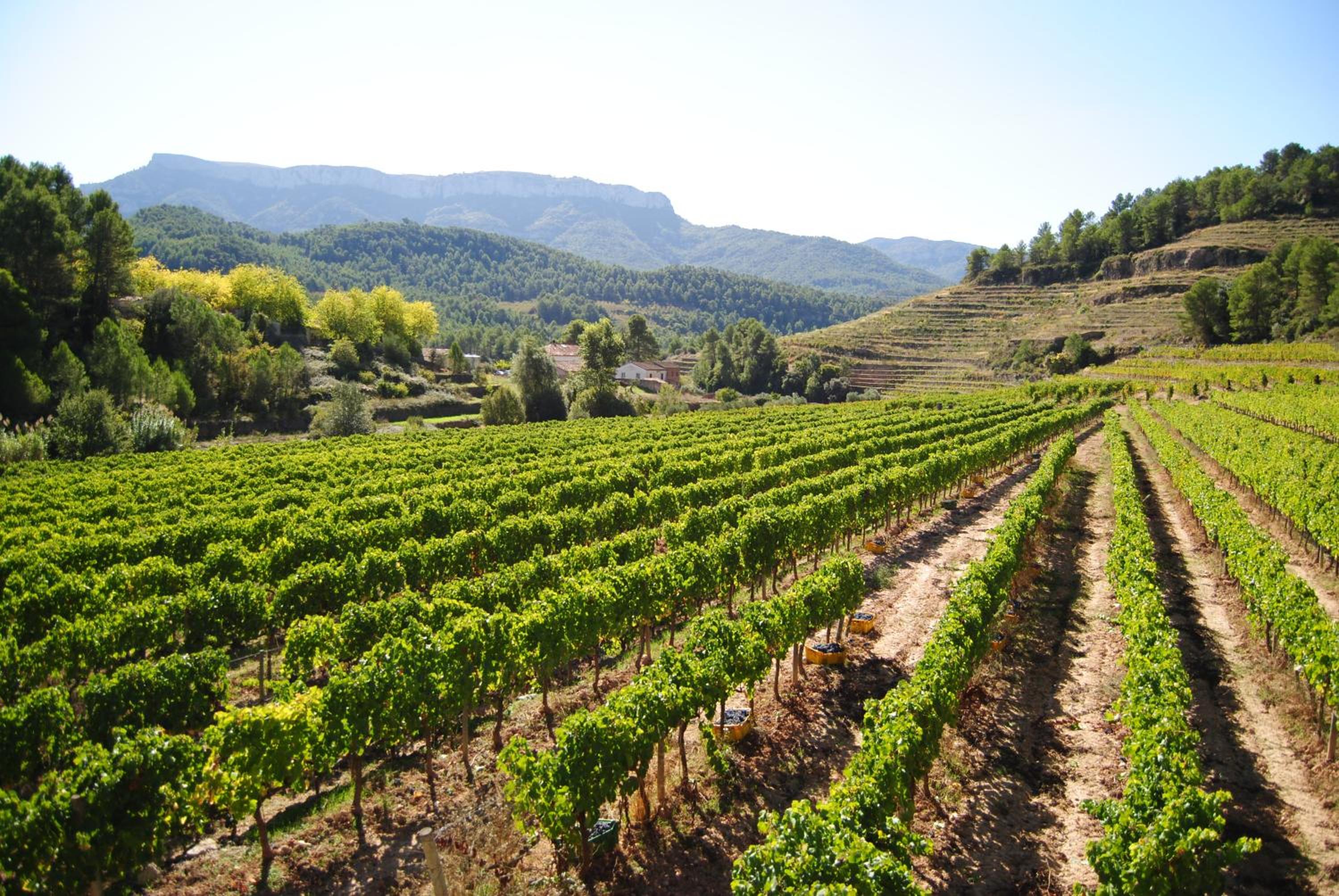 Cal Porxo del Priorat view 3