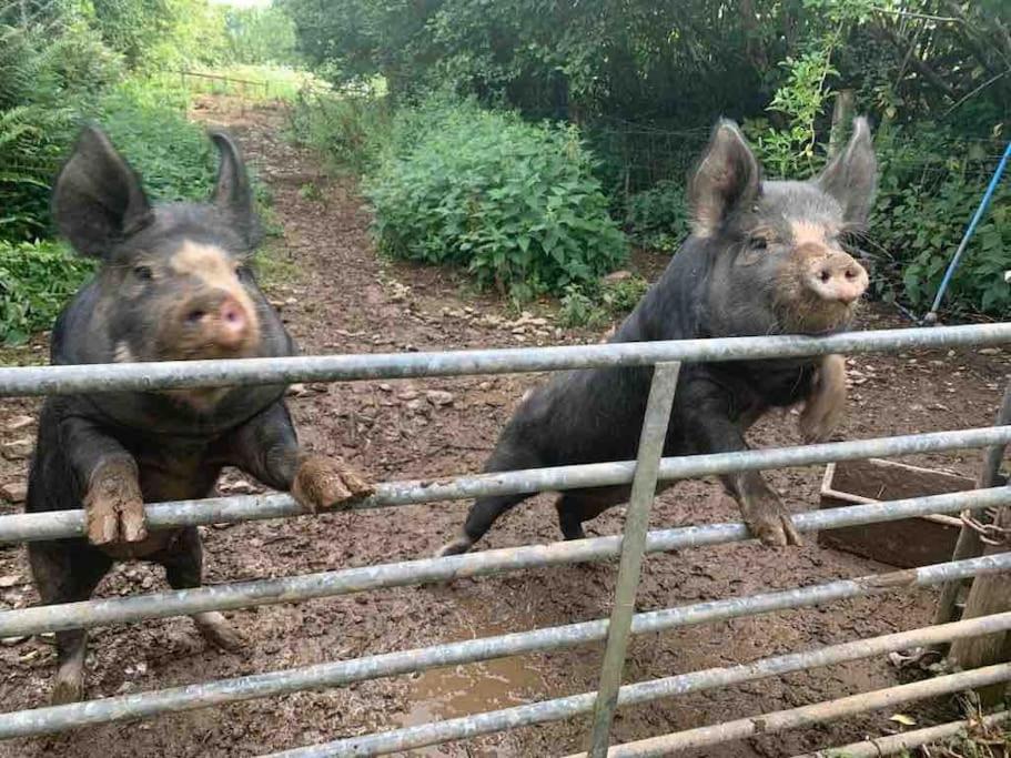 Yelverton Vacations - Detached Barn in Tamar Valley, EV charging included - Property Image 5