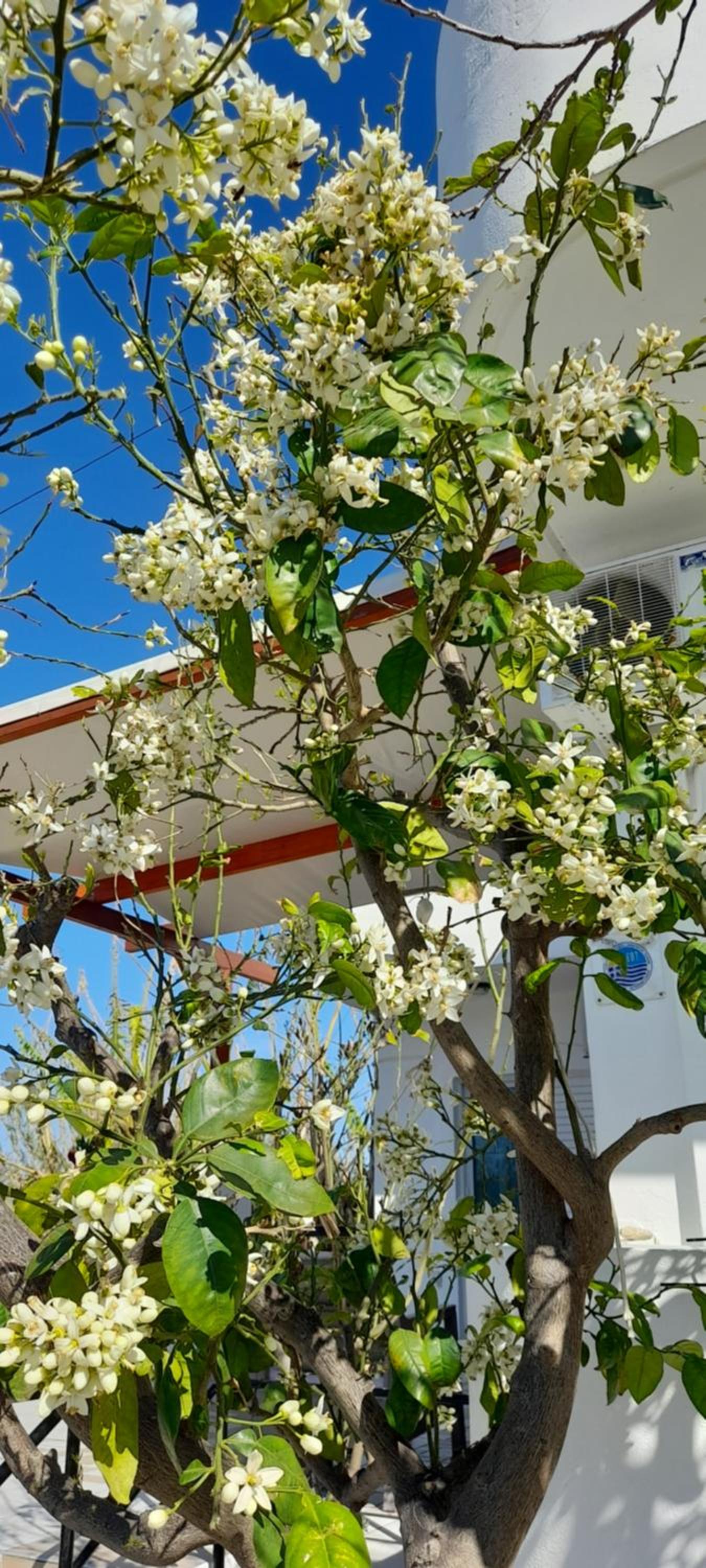 Silvi Mari Apartments