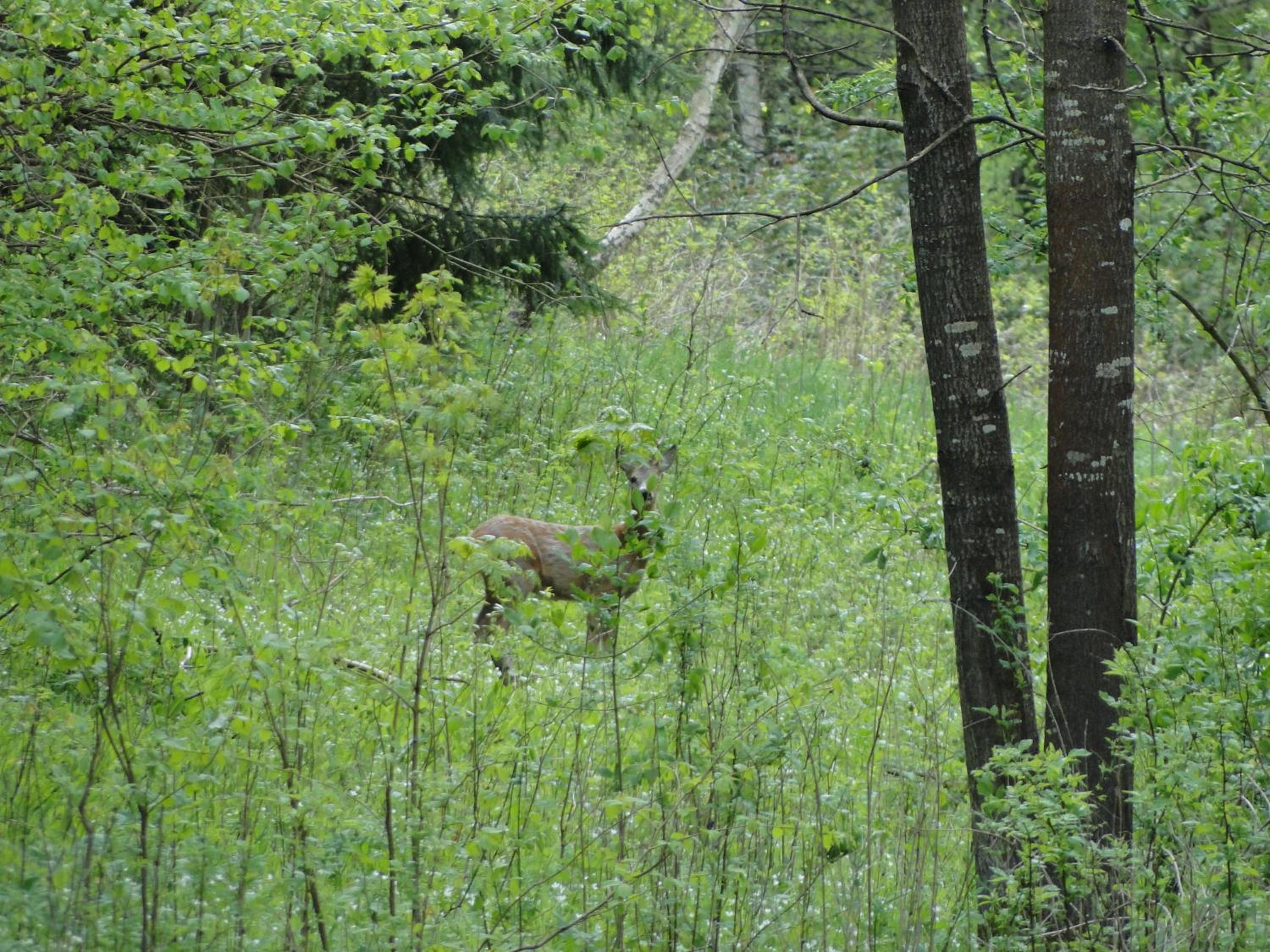 Photo 27