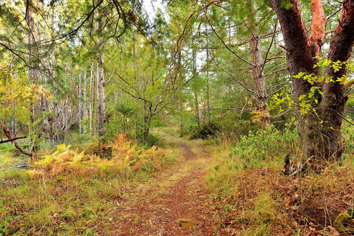 Arbutus Hill