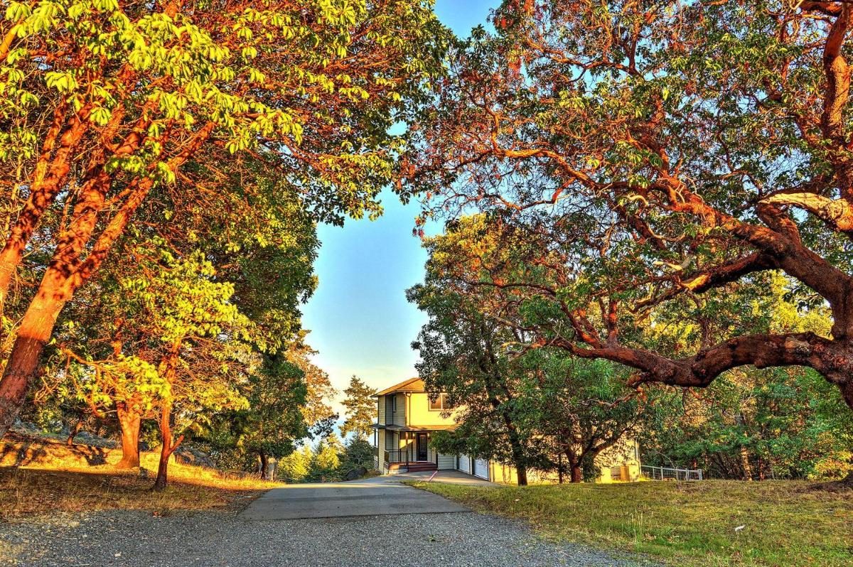 Arbutus Hill