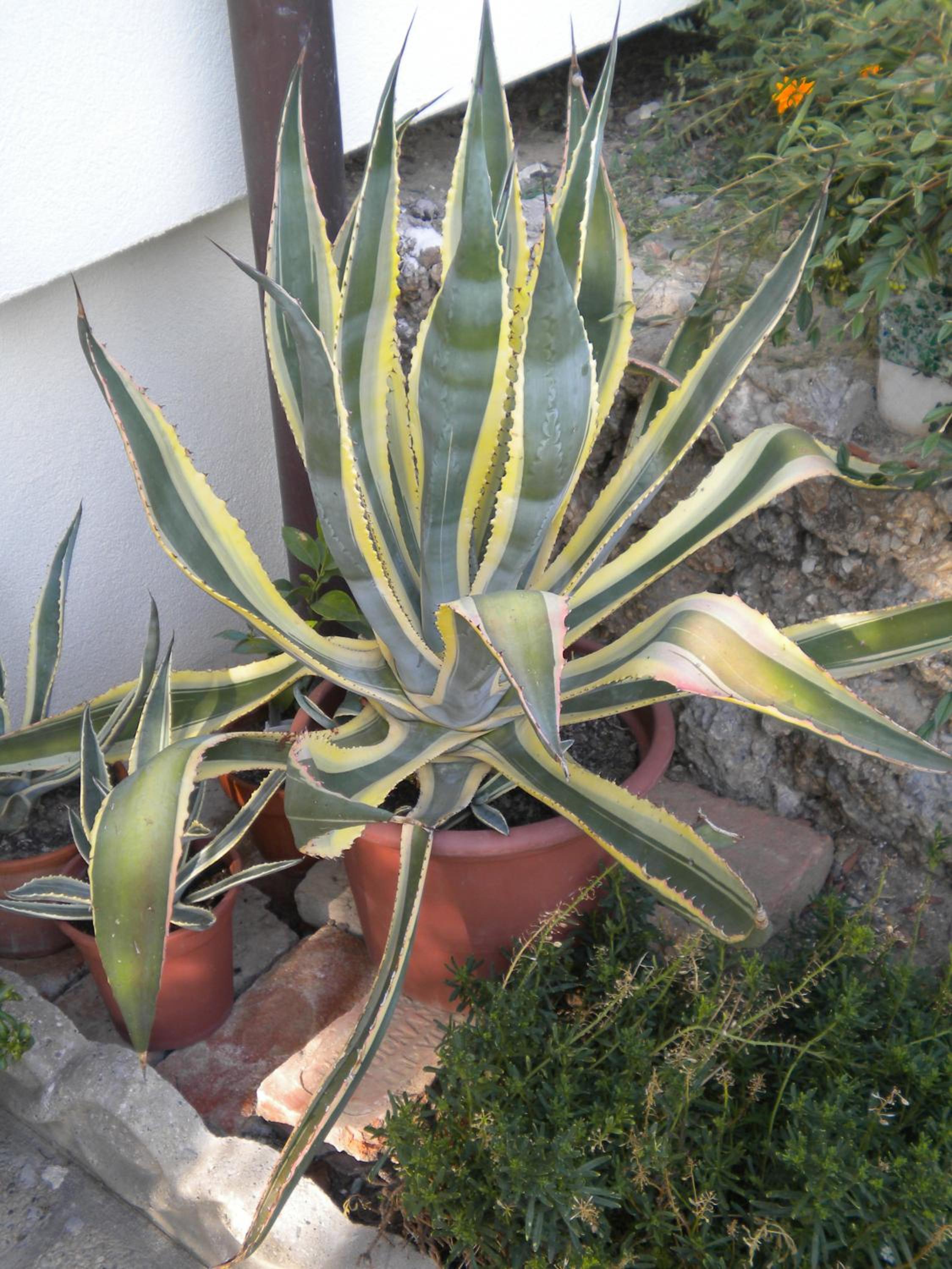 Photo 6