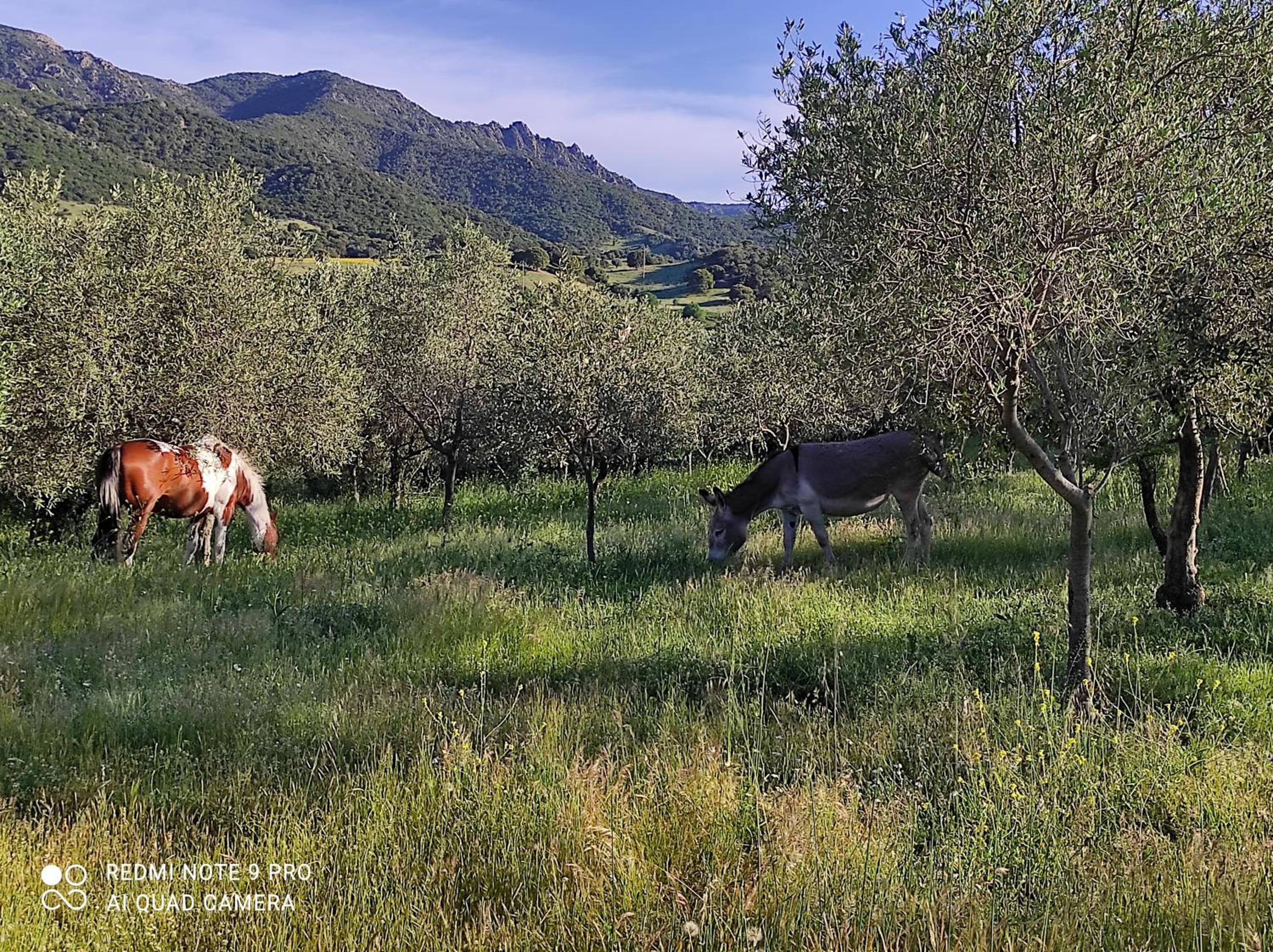 Agriturismo Asara