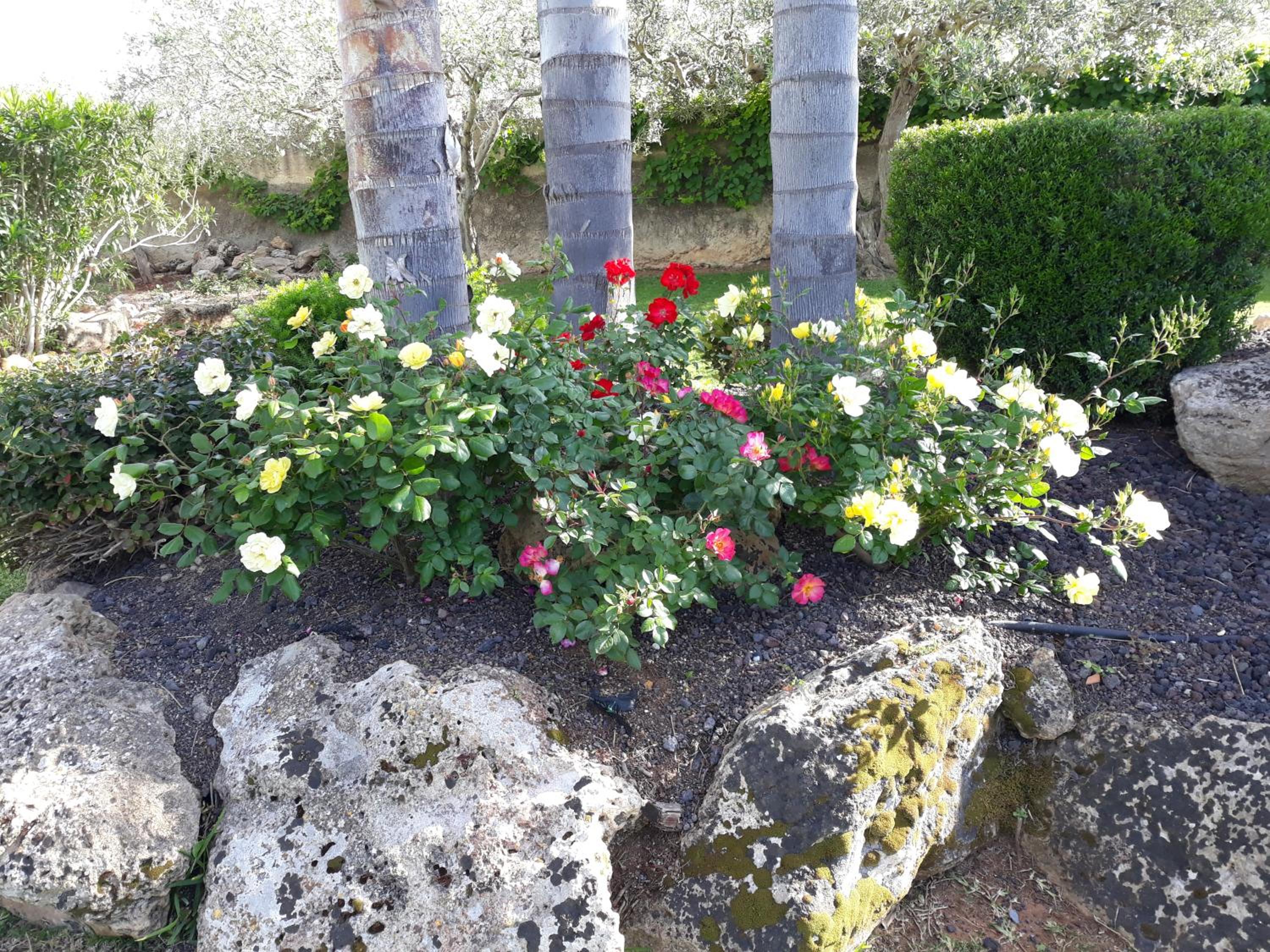 Lt "ANTICO CASALE" view 5