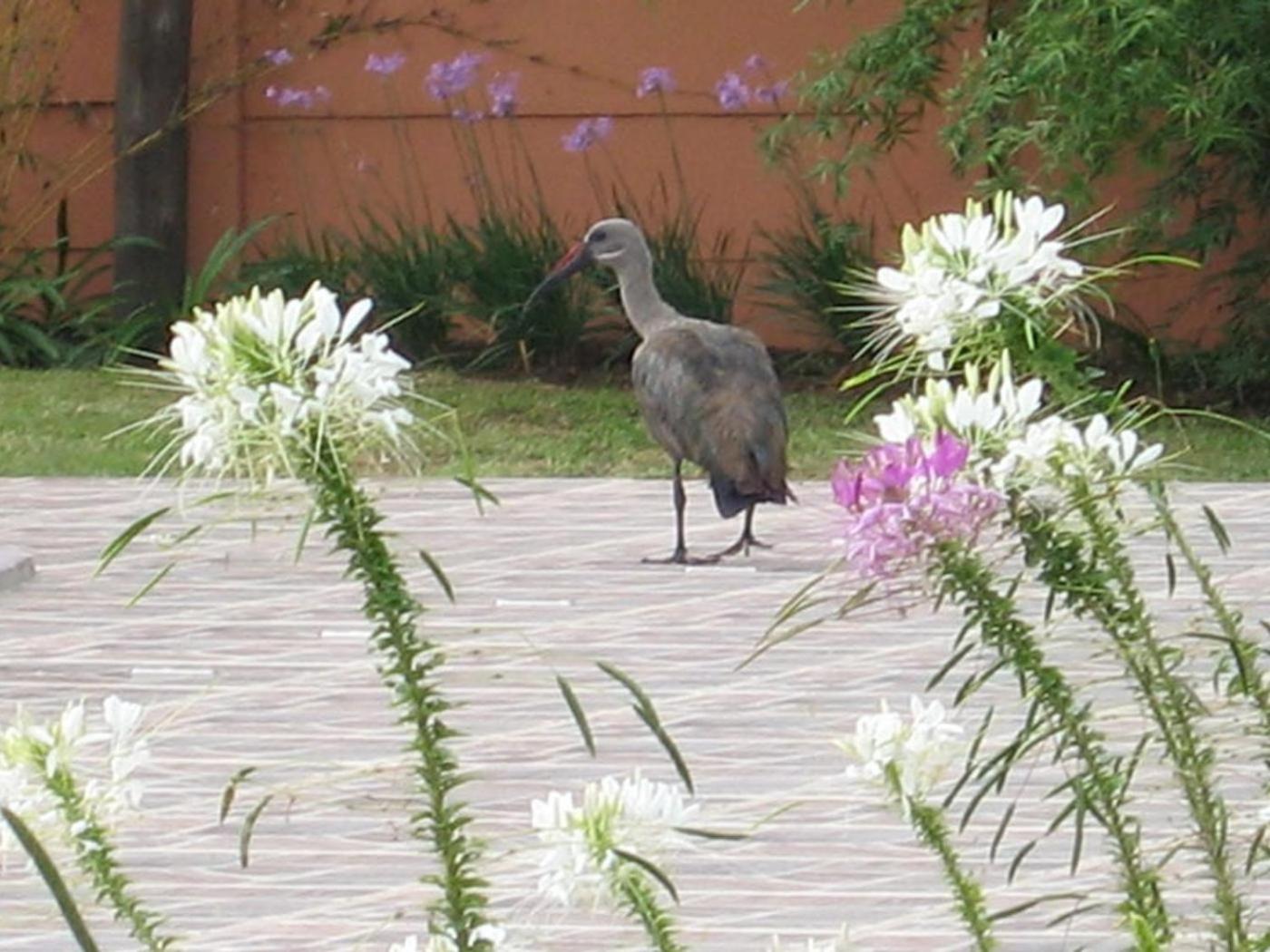 Villa Prince Imperial