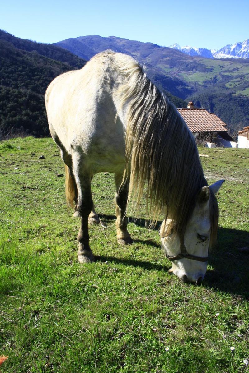Posada de Tollo