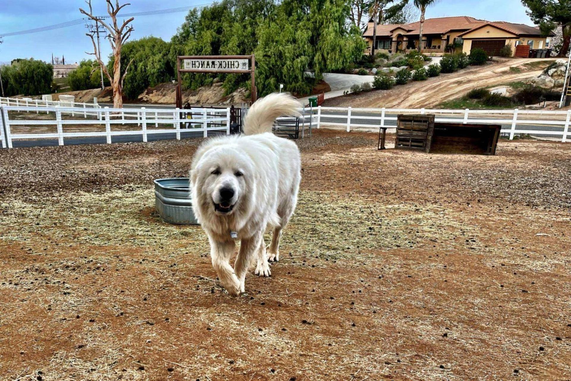 Chick-Ranch Guest House view 4