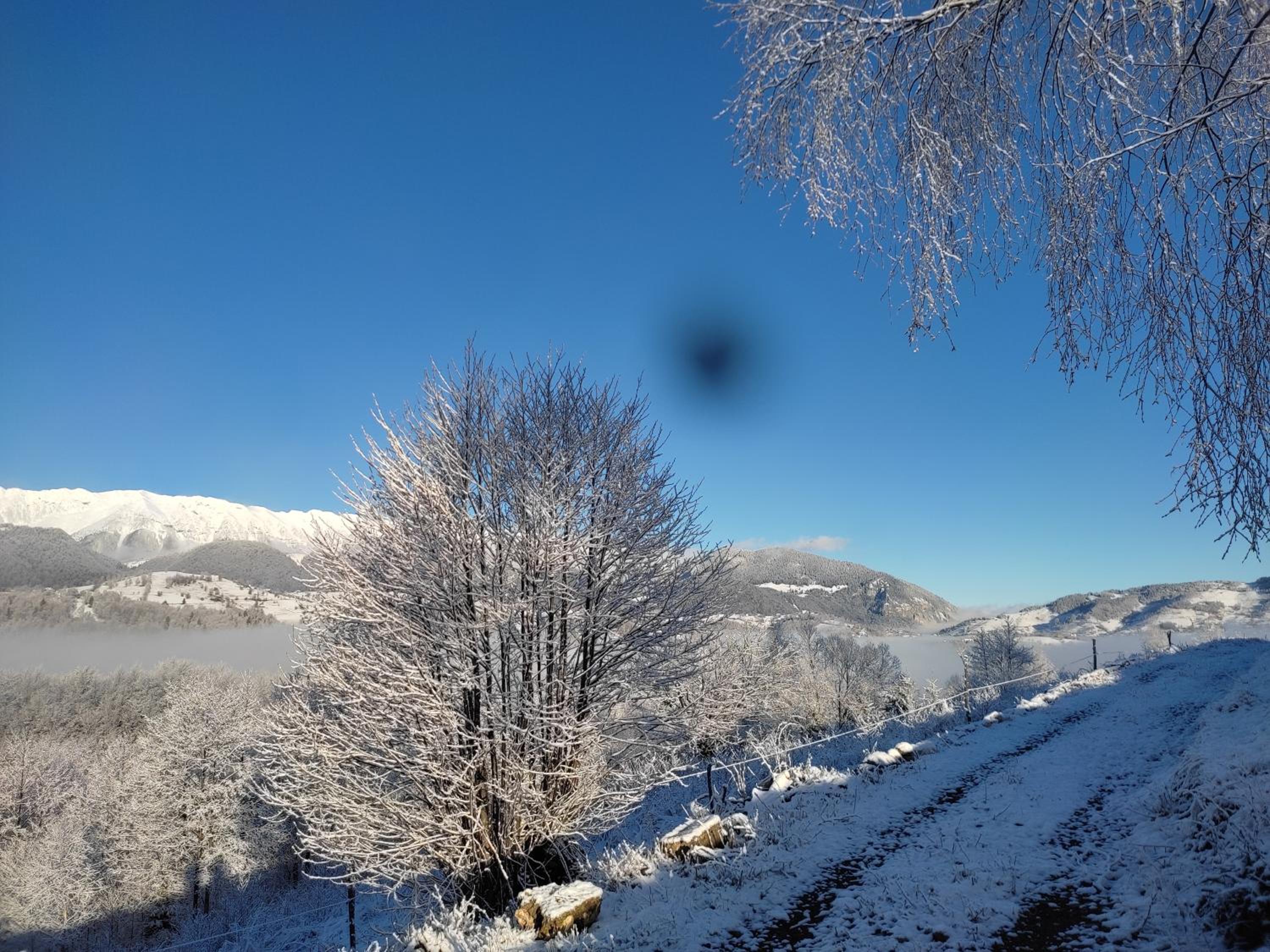Cabana doi mesteceni