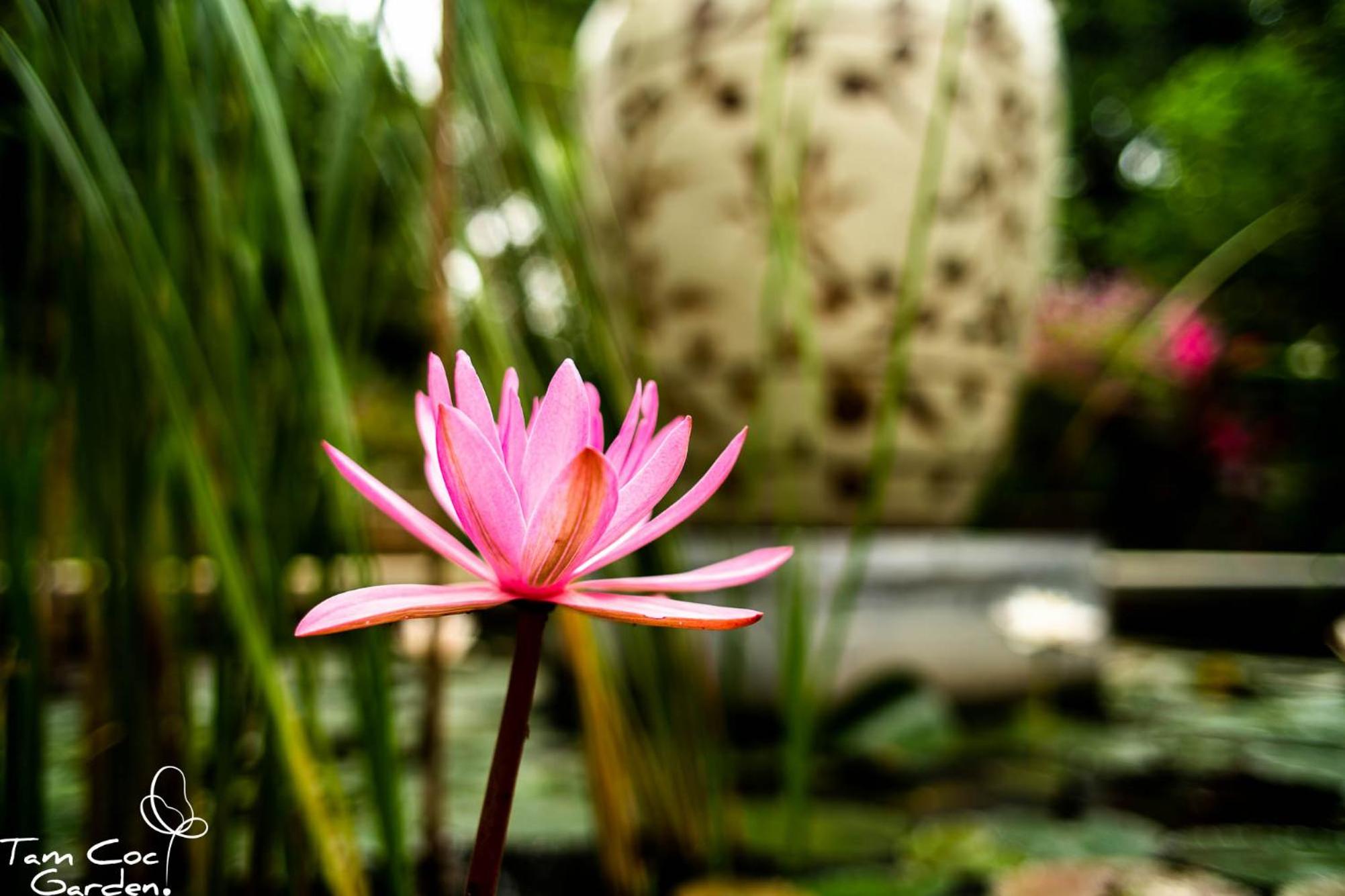 Tam Coc Garden Resort