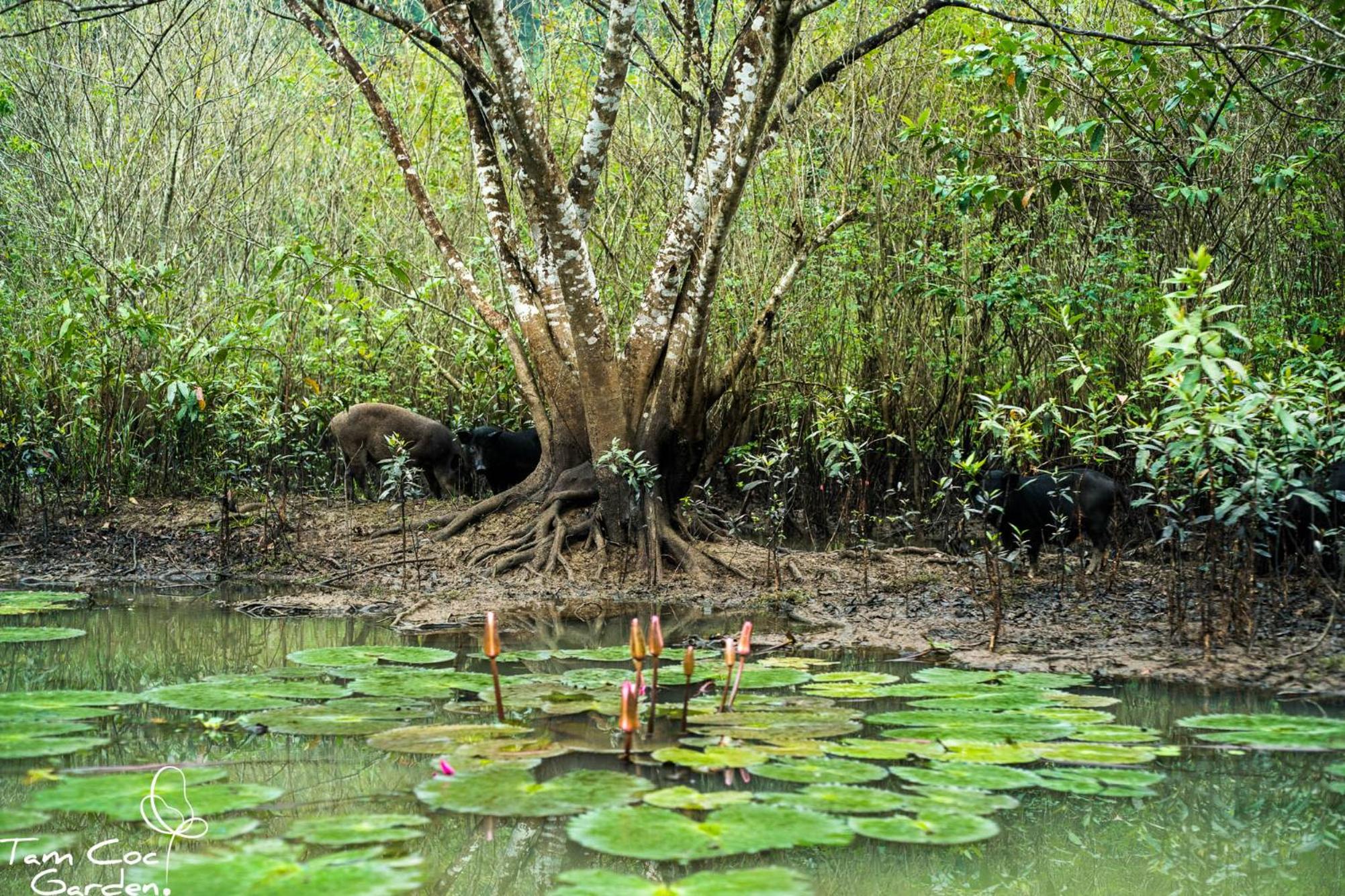 Tam Coc Garden Resort