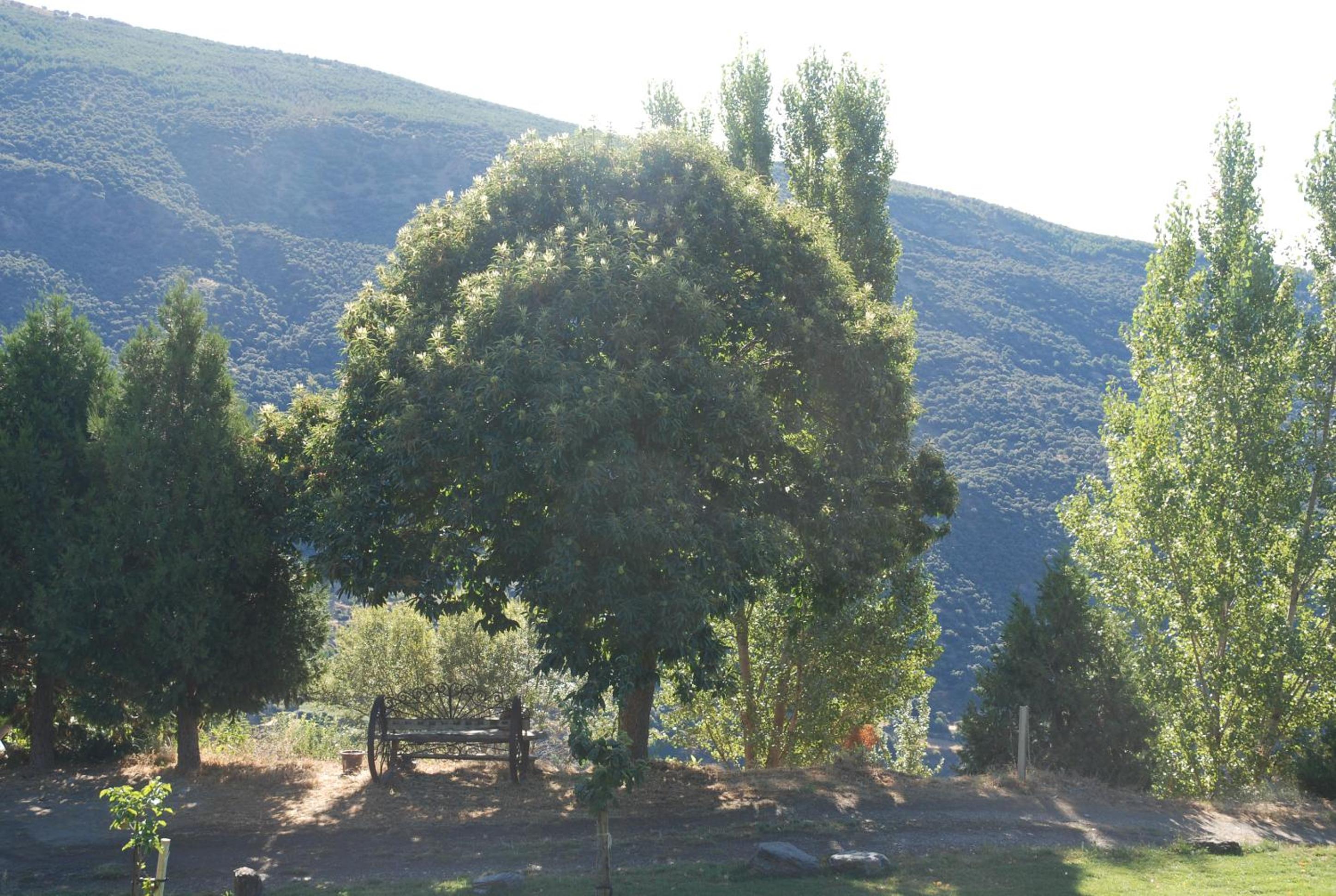 Cortijos Rey Fini