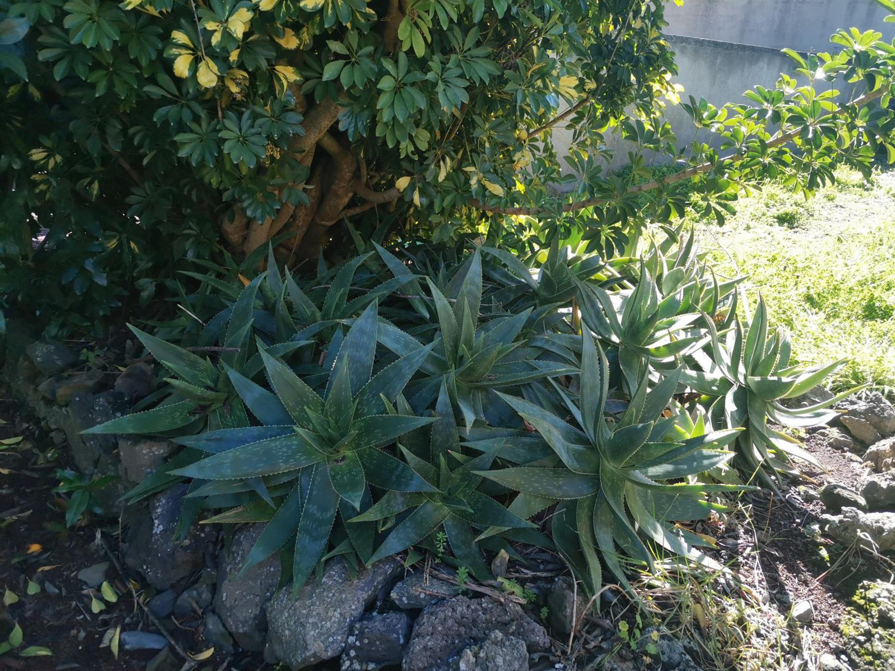La ROSA VIEJA