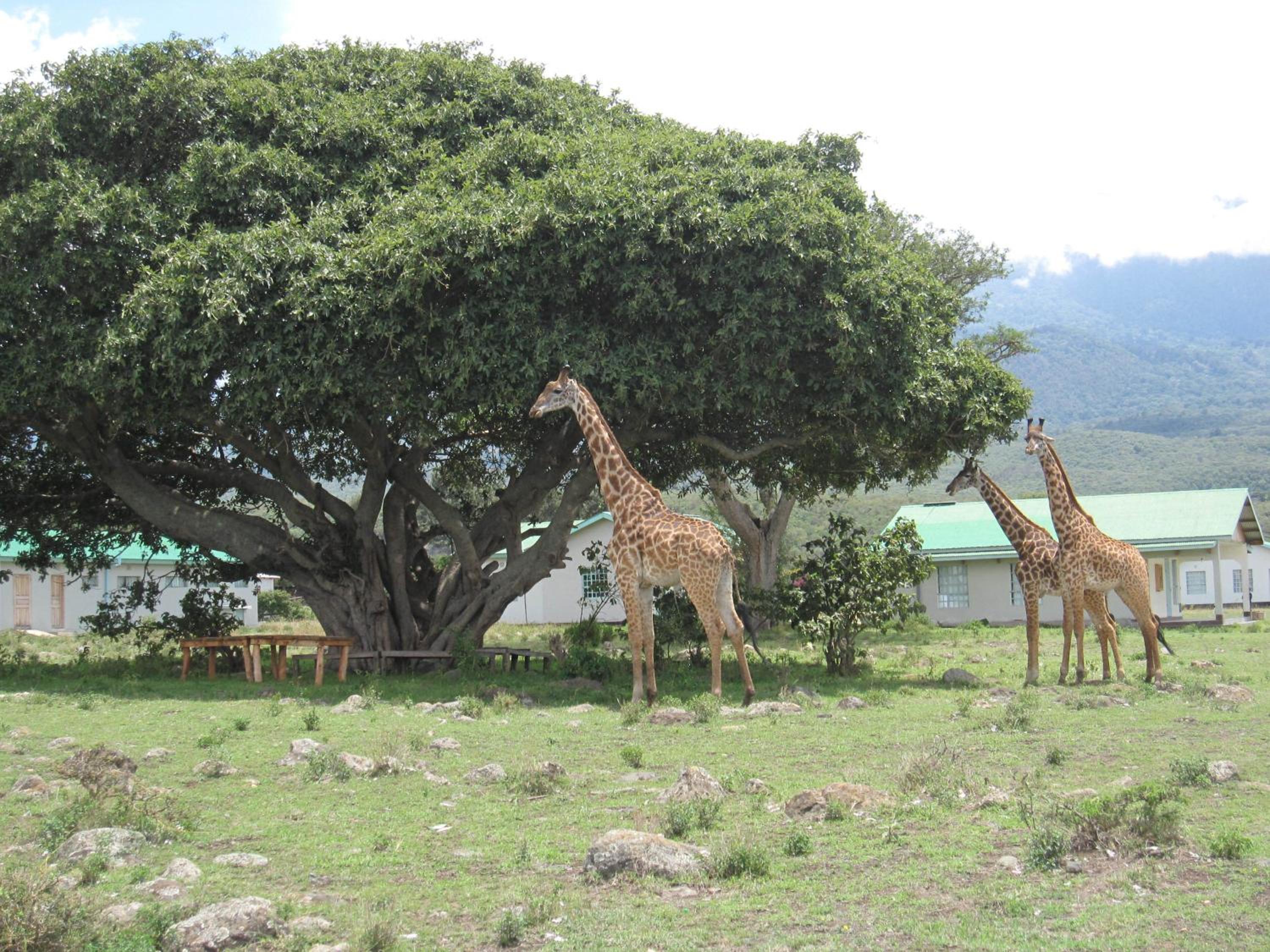 Hillside Retreat – Africa Amini Life