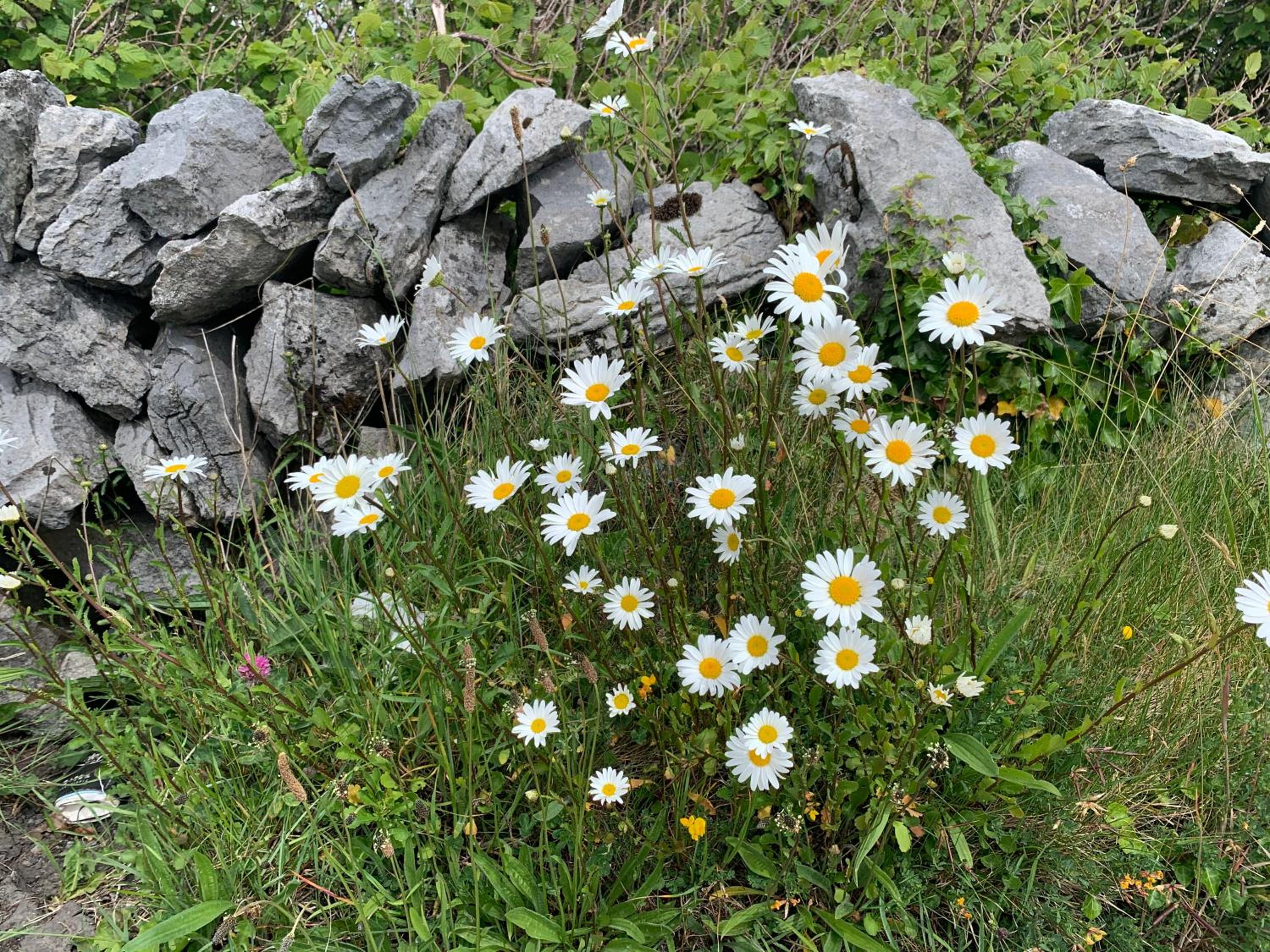 Photo 45