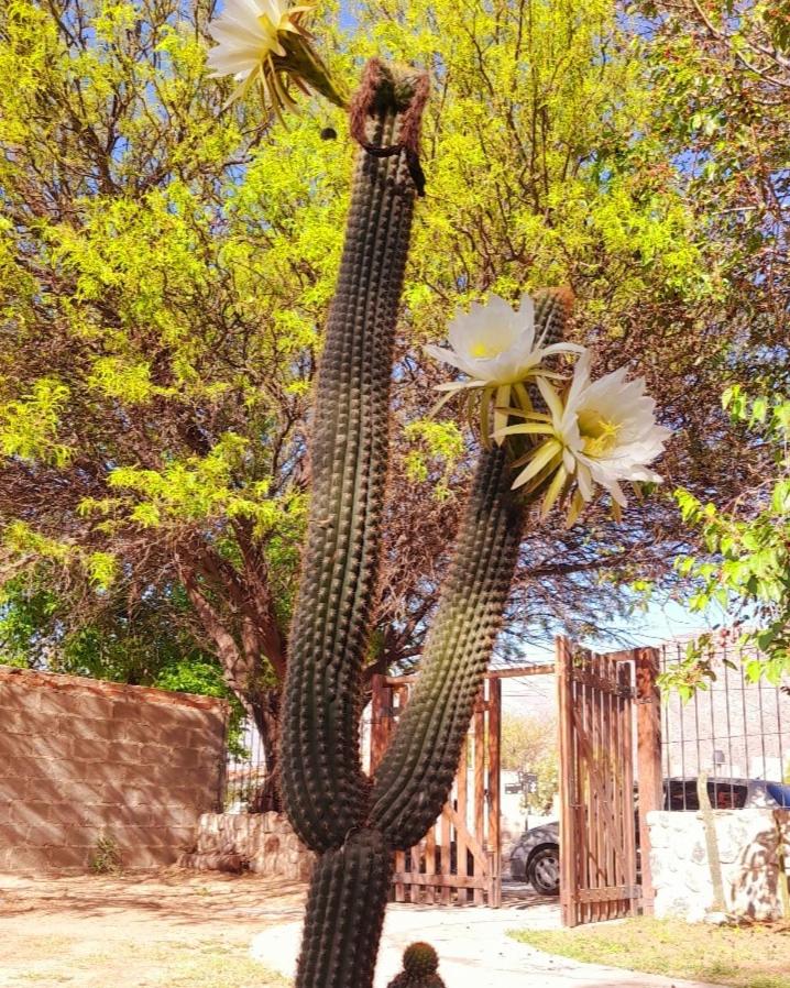 Casa Rústica Cafayate