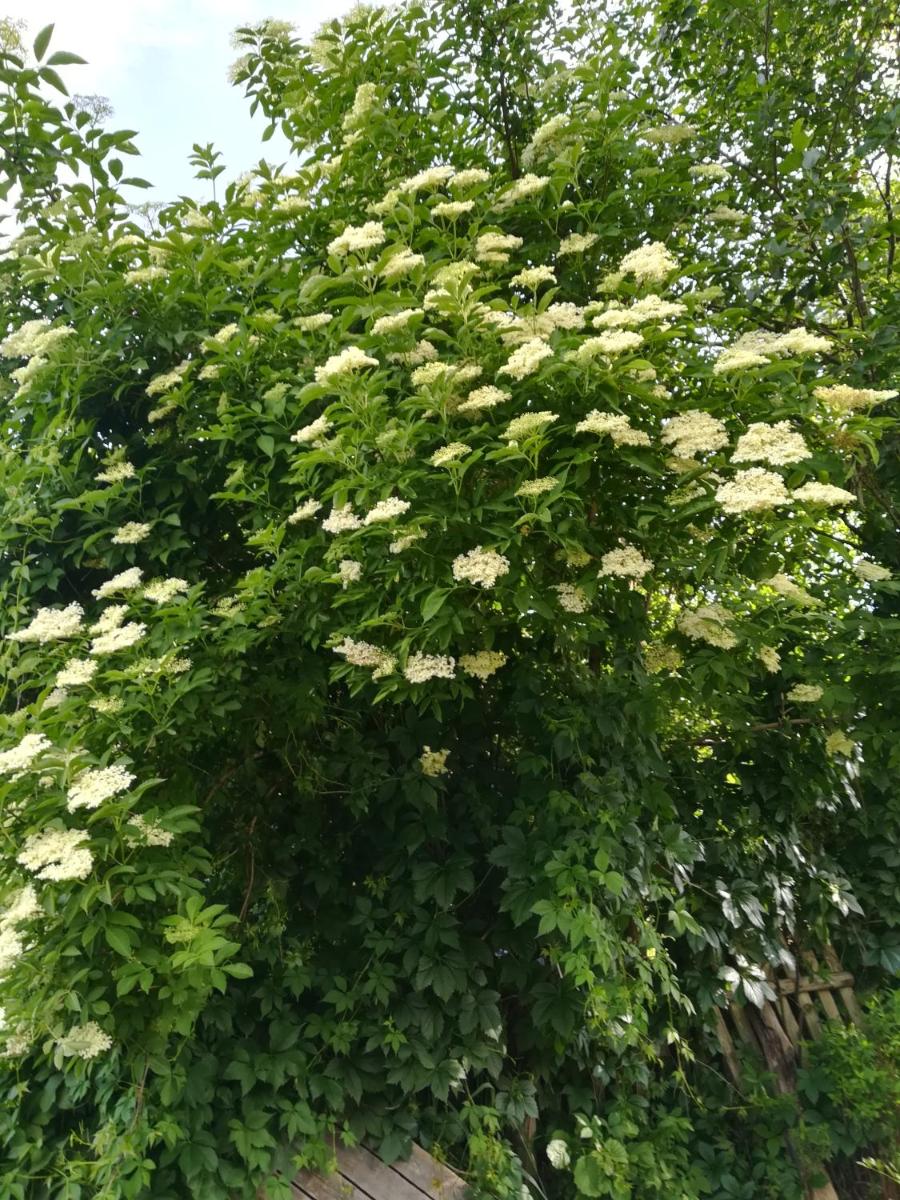 Photo 45