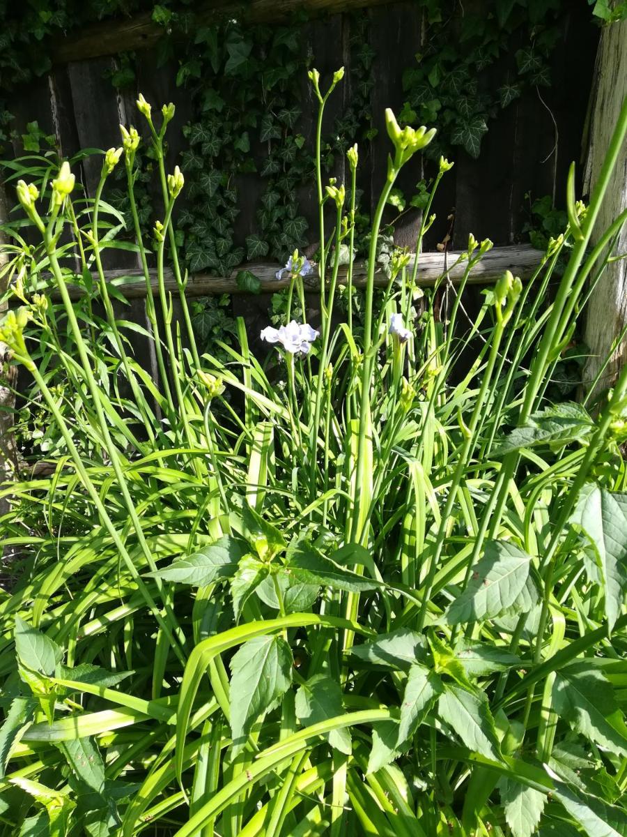 Photo 44