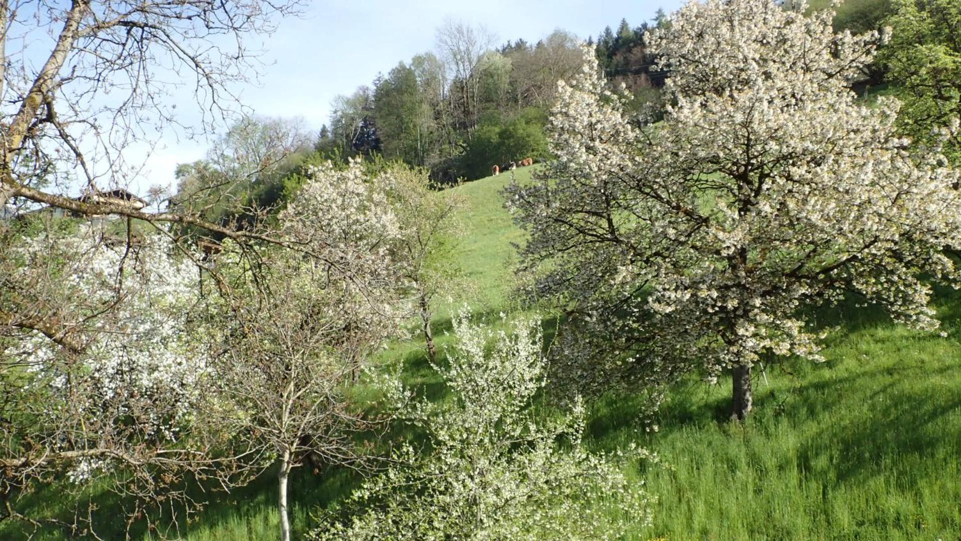 Zirbenchalet Obergruben