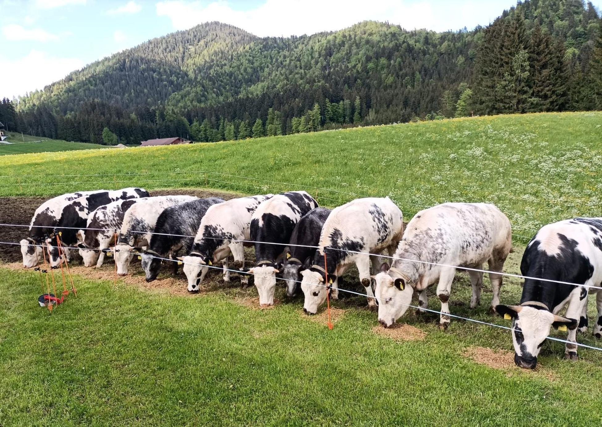Bichlhof Riedenberg