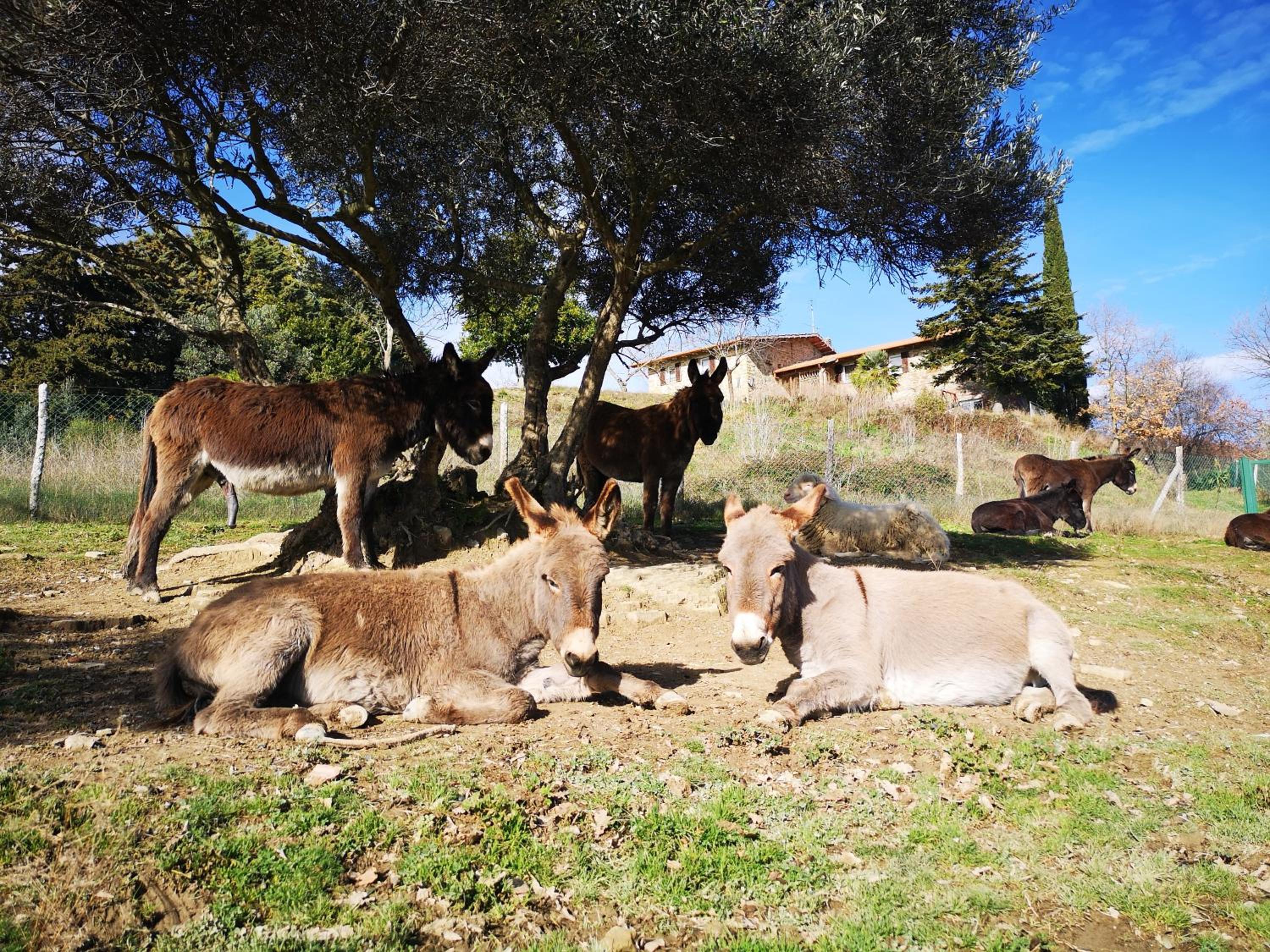 Il canto dell'asino